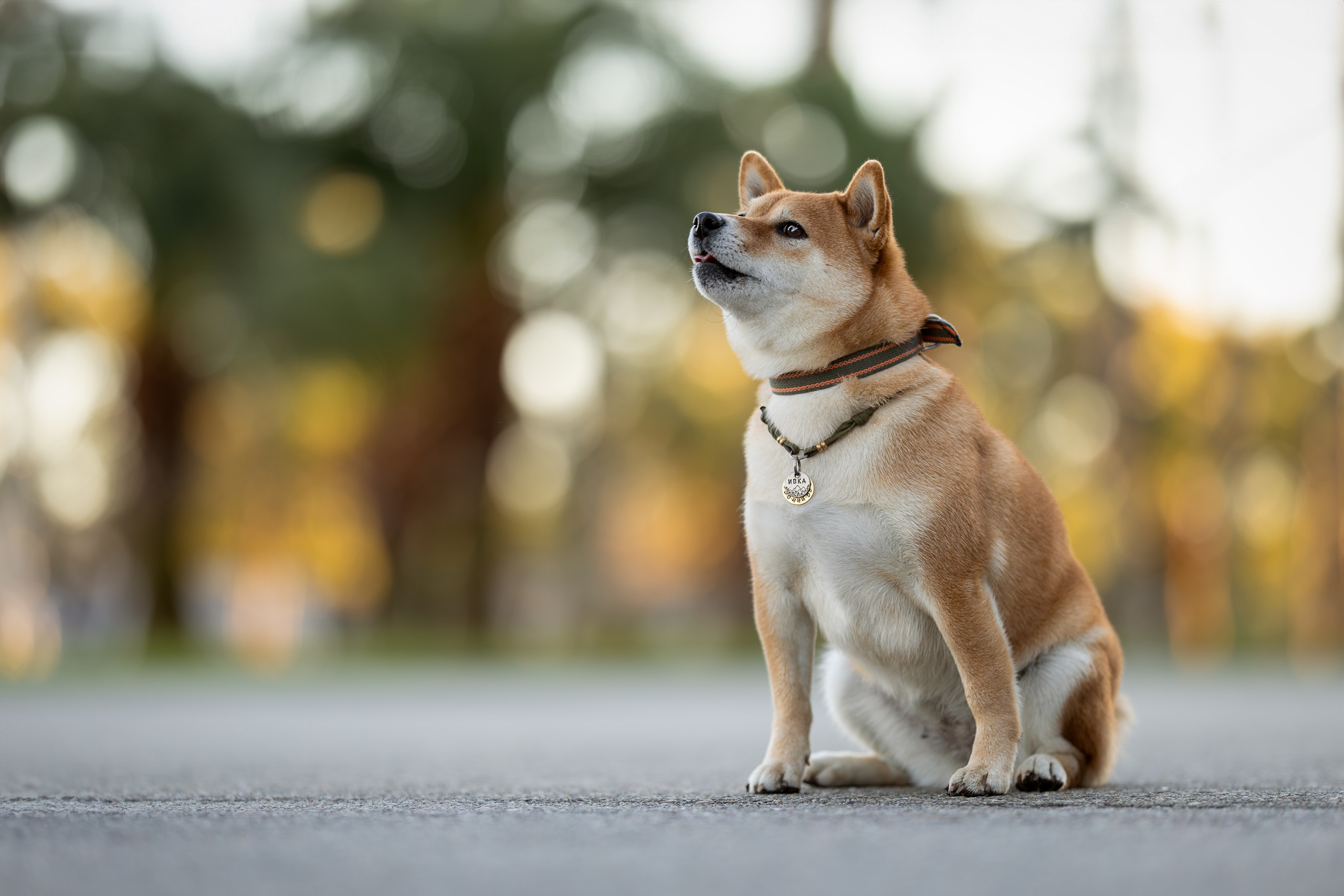Иви, Сиба-Ину. Ирина Голомб|Фотограф-анималист в  Сочи и Калининграде