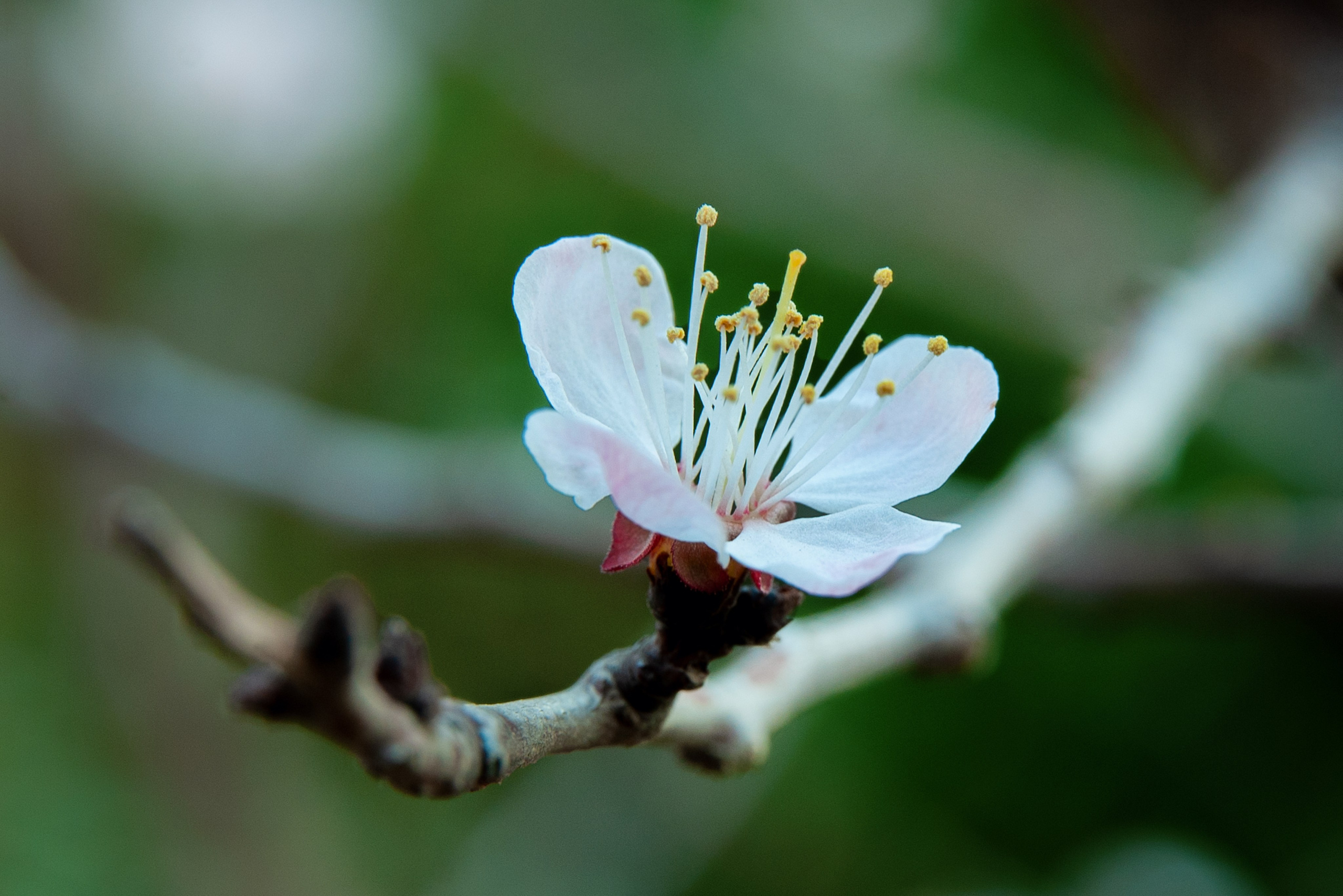 Весна. FotoGraf