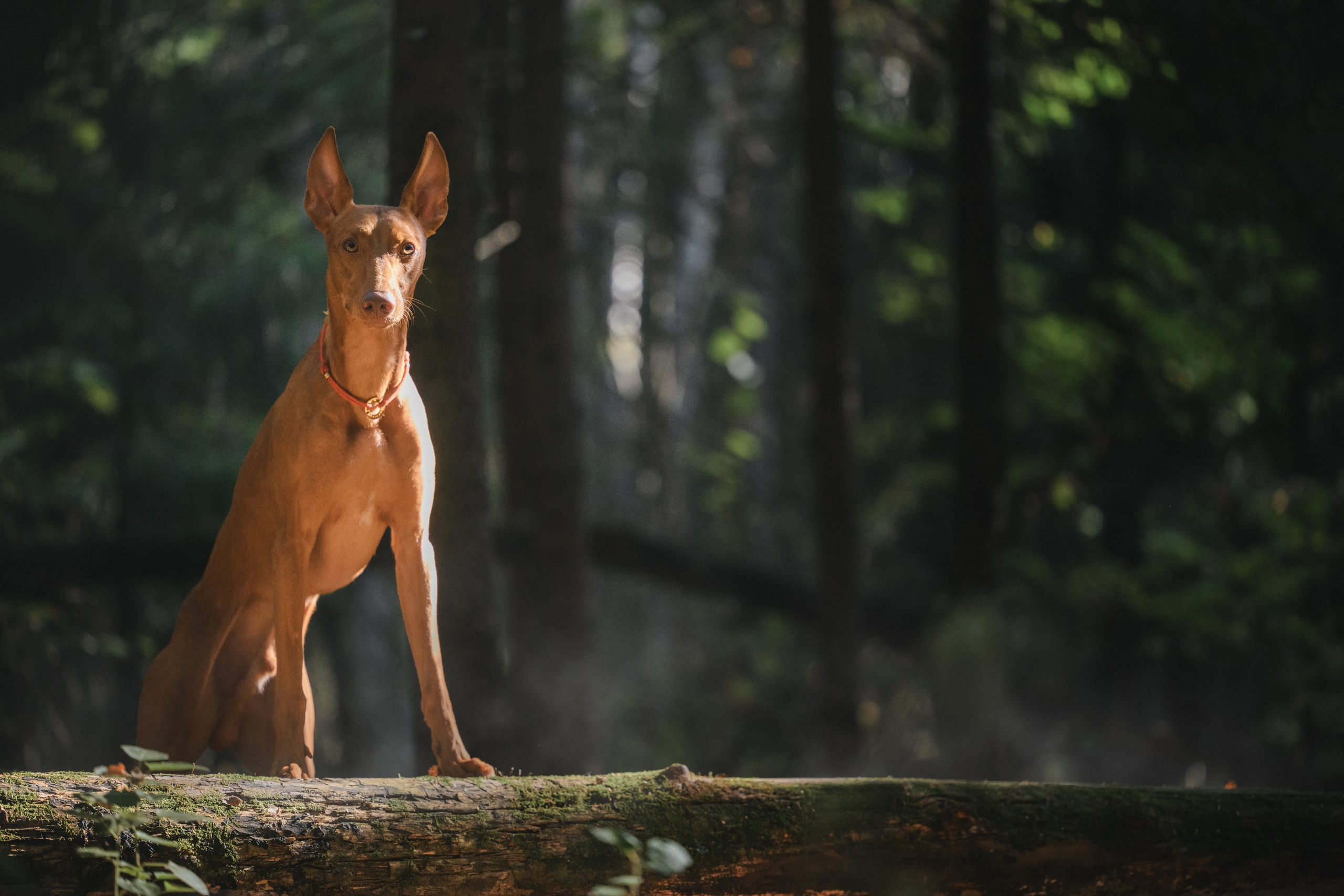 Чирнеко. Лесная прогулка. Фотограф Анималист в Москве Анастасия Жучкова