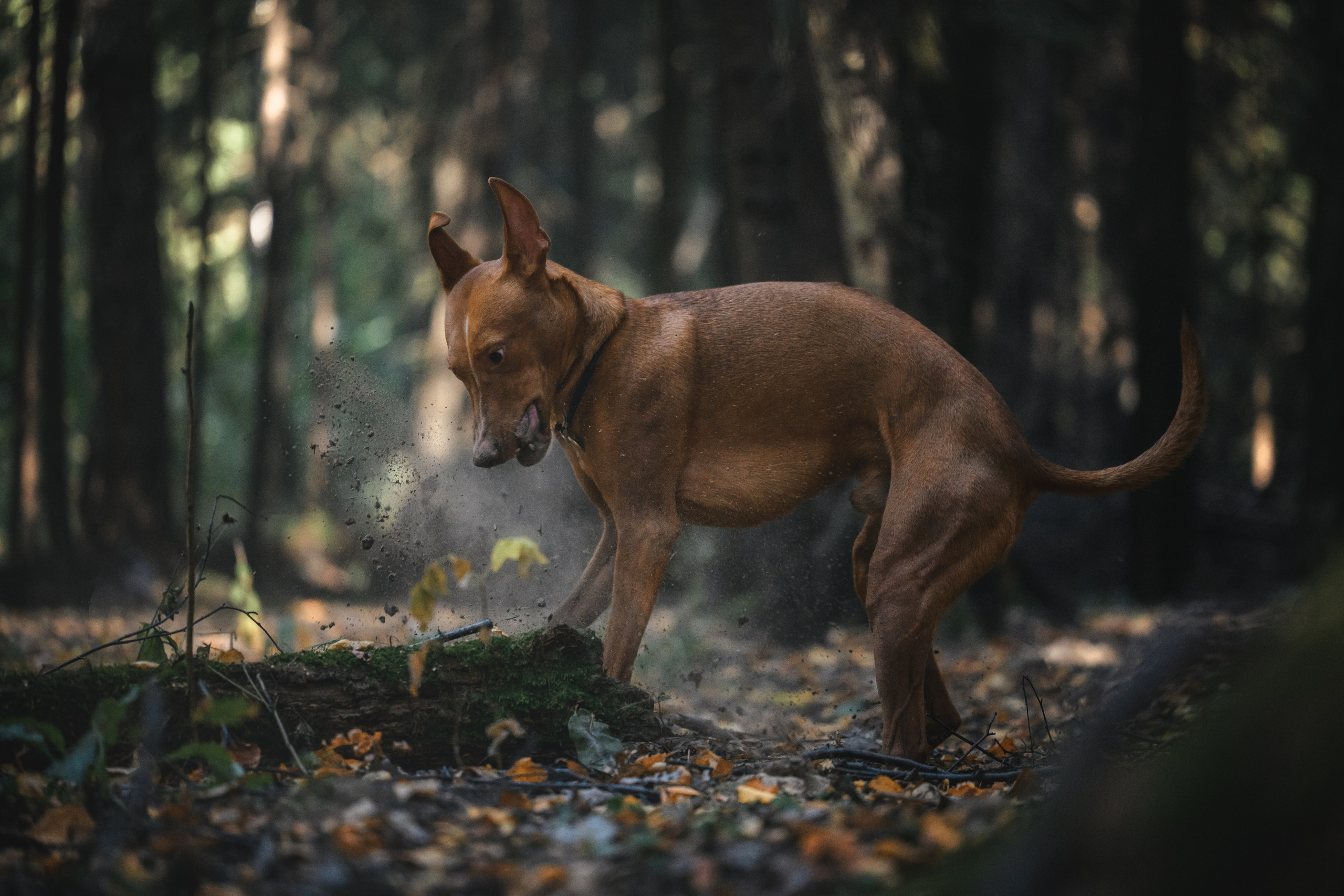 Чирнеко. Лесная прогулка. Фотограф Анималист в Москве Анастасия Жучкова