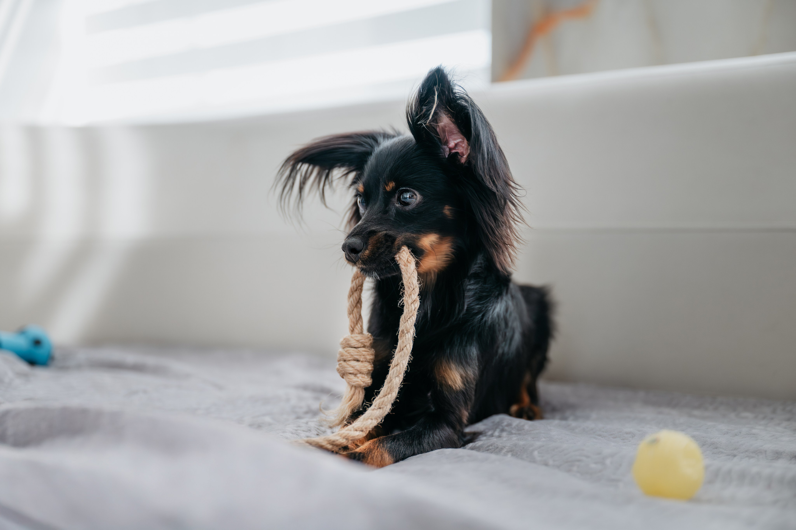 Домашняя съемка. Фотограф Анималист в Москве Анастасия Жучкова