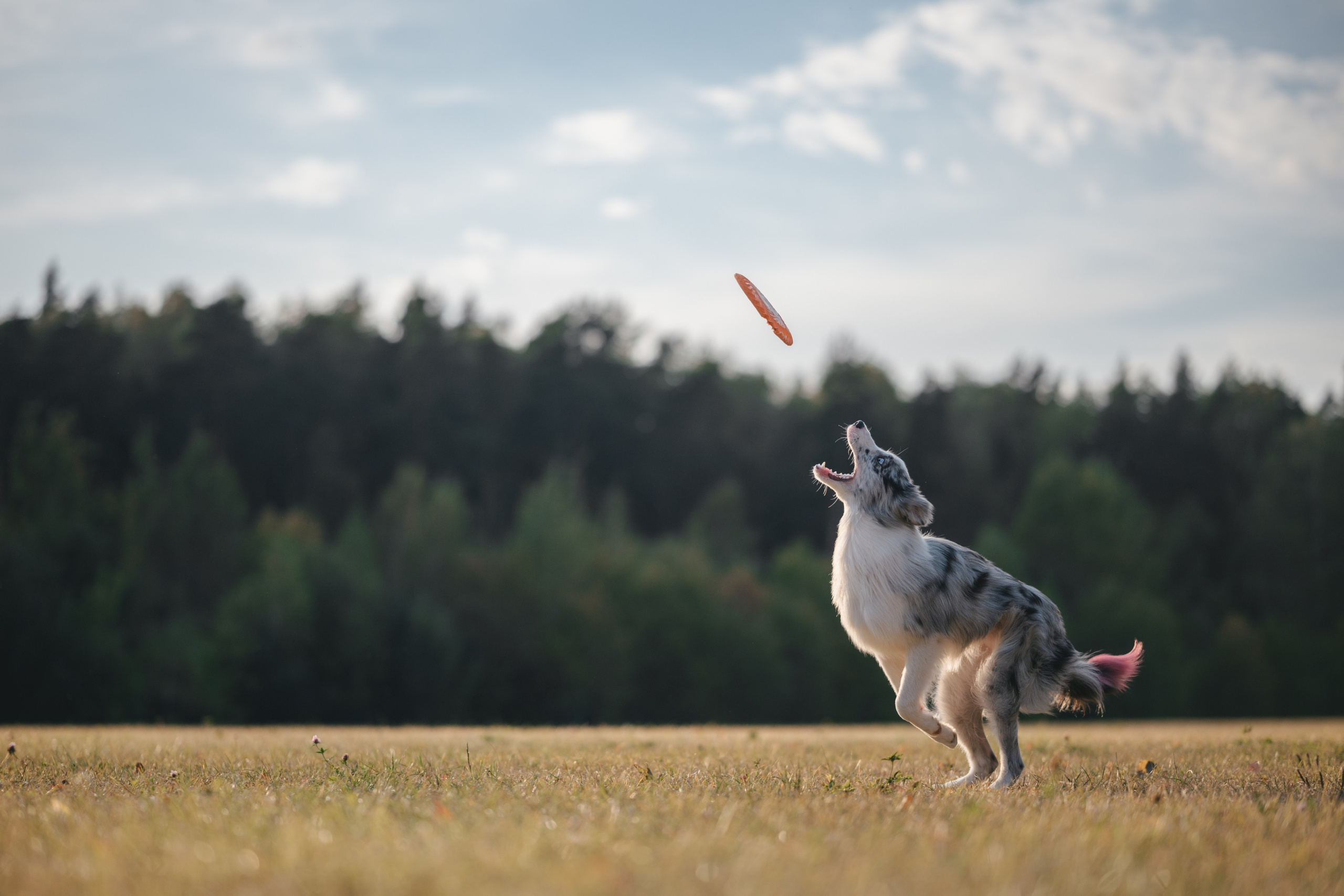 Бордерколли и фрисби. Фотограф Анималист в Москве Анастасия Жучкова