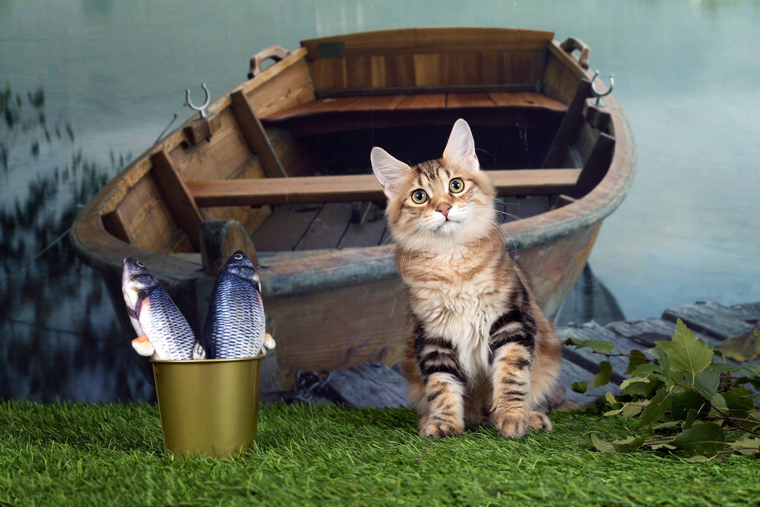 Галерея котят. Фотограф-анималист в Омске Екатерина Маричева