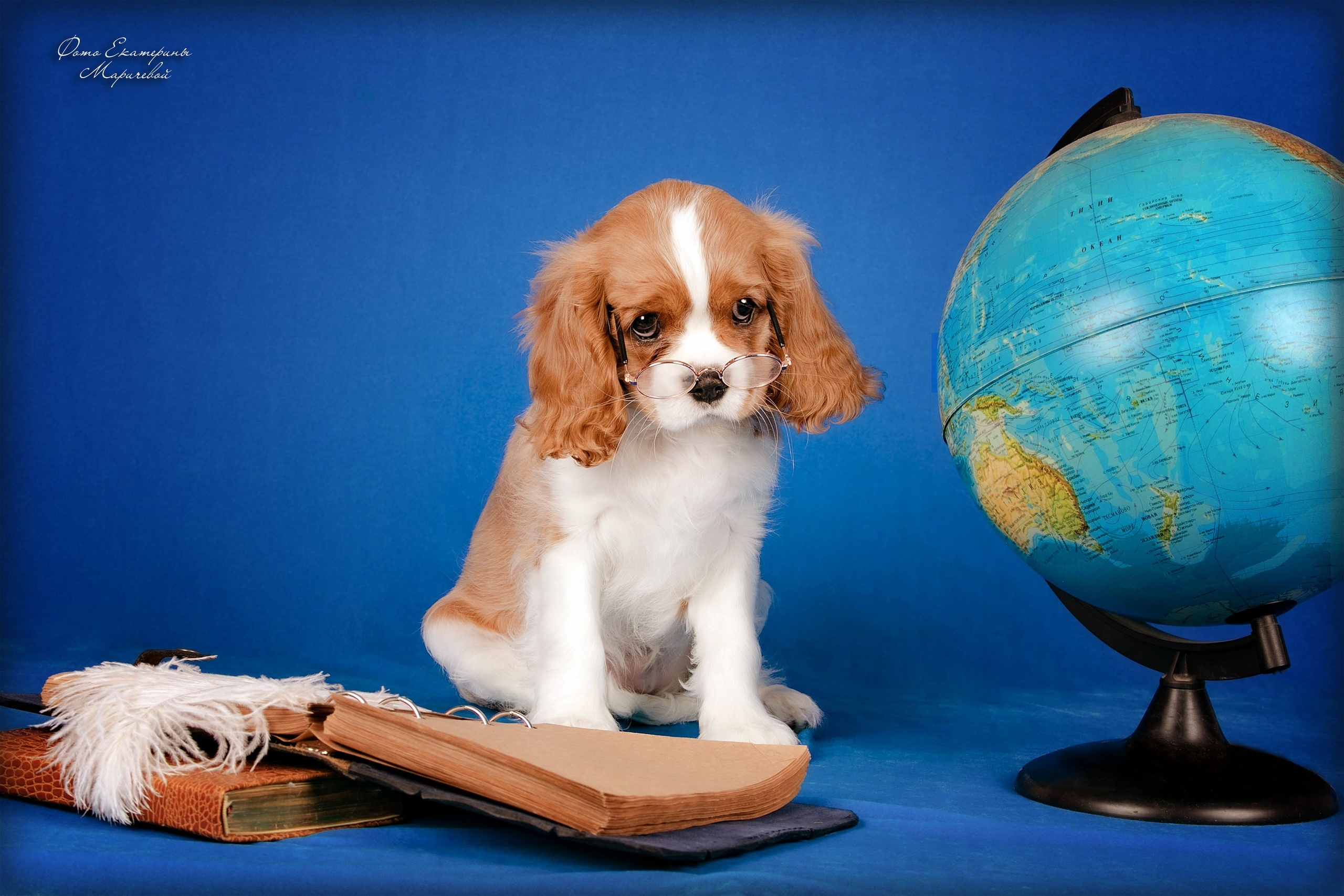 Галерея щенков. Фотограф-анималист в Омске Екатерина Маричева