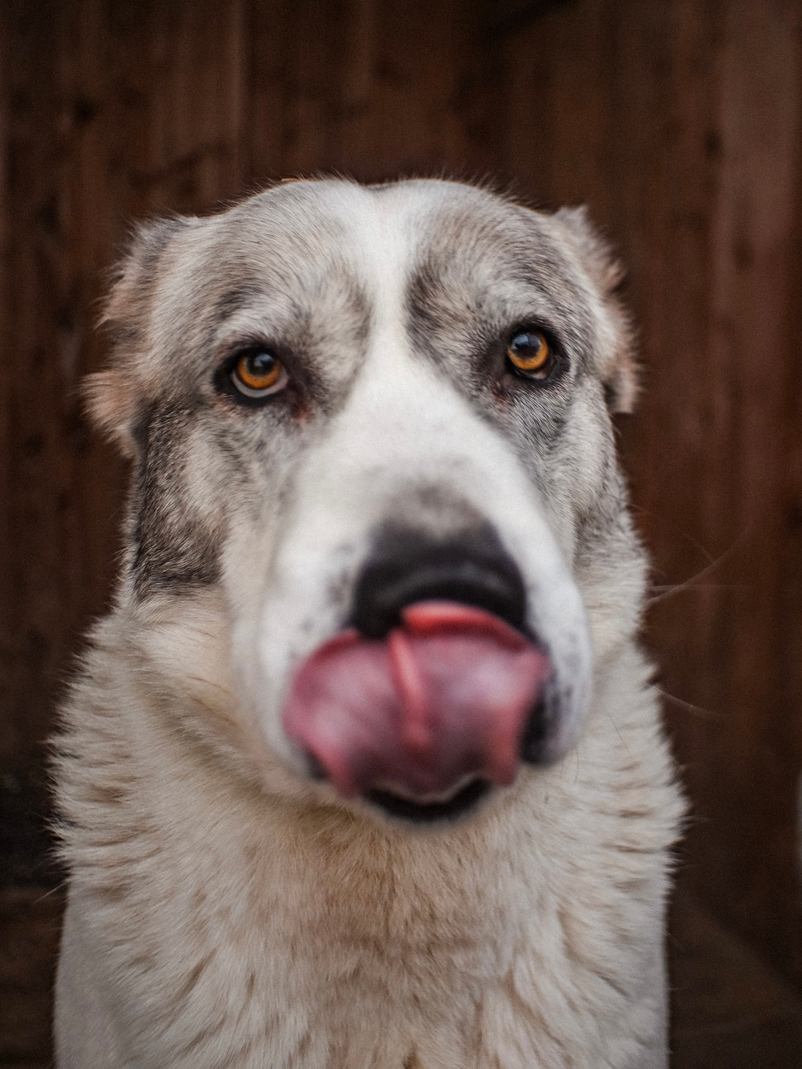 Собаки. Фотограф Ольга Мурзина