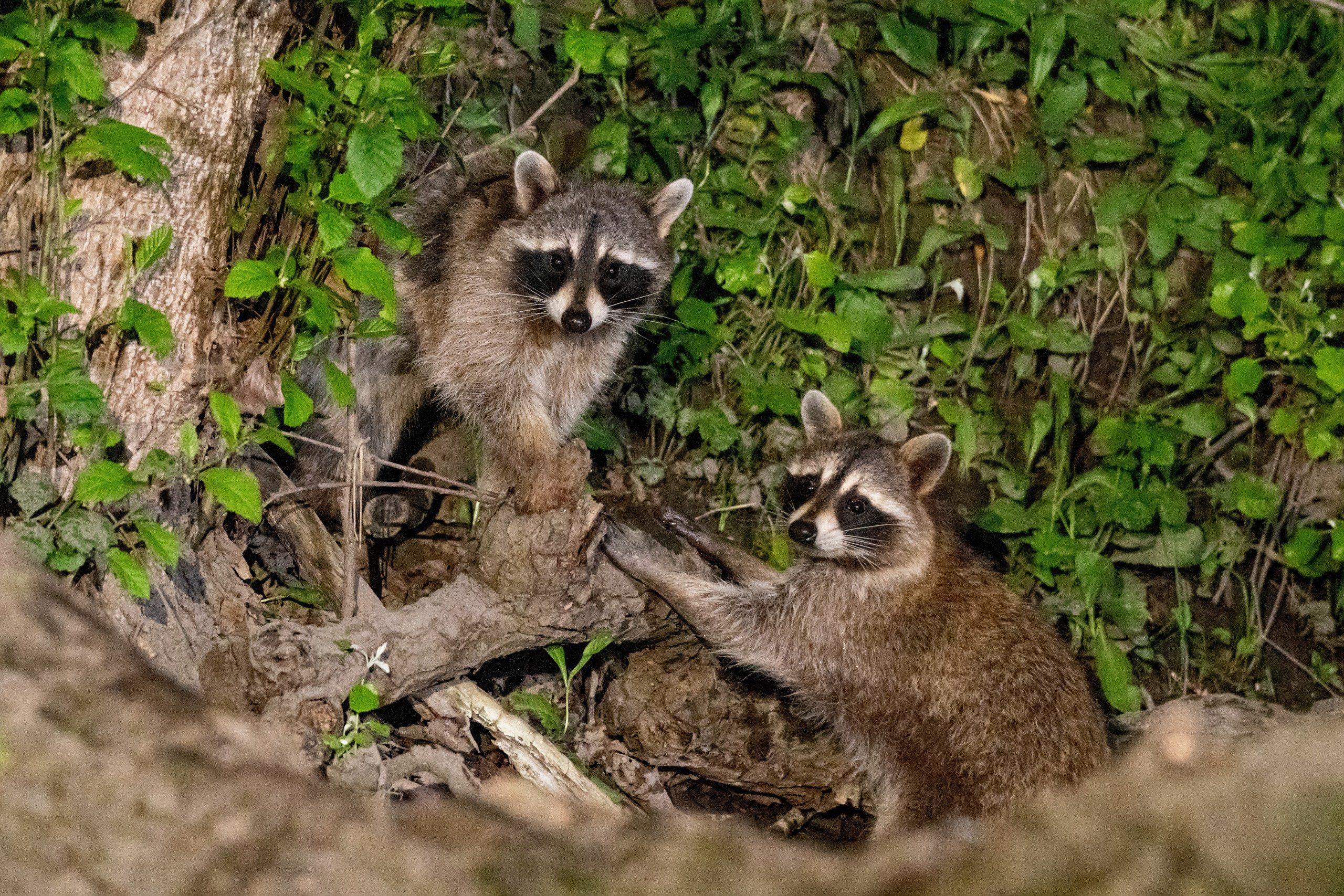 Пейзажный фотограф, Фотографии дикой природы. Foto-Zuev фотография как искусство