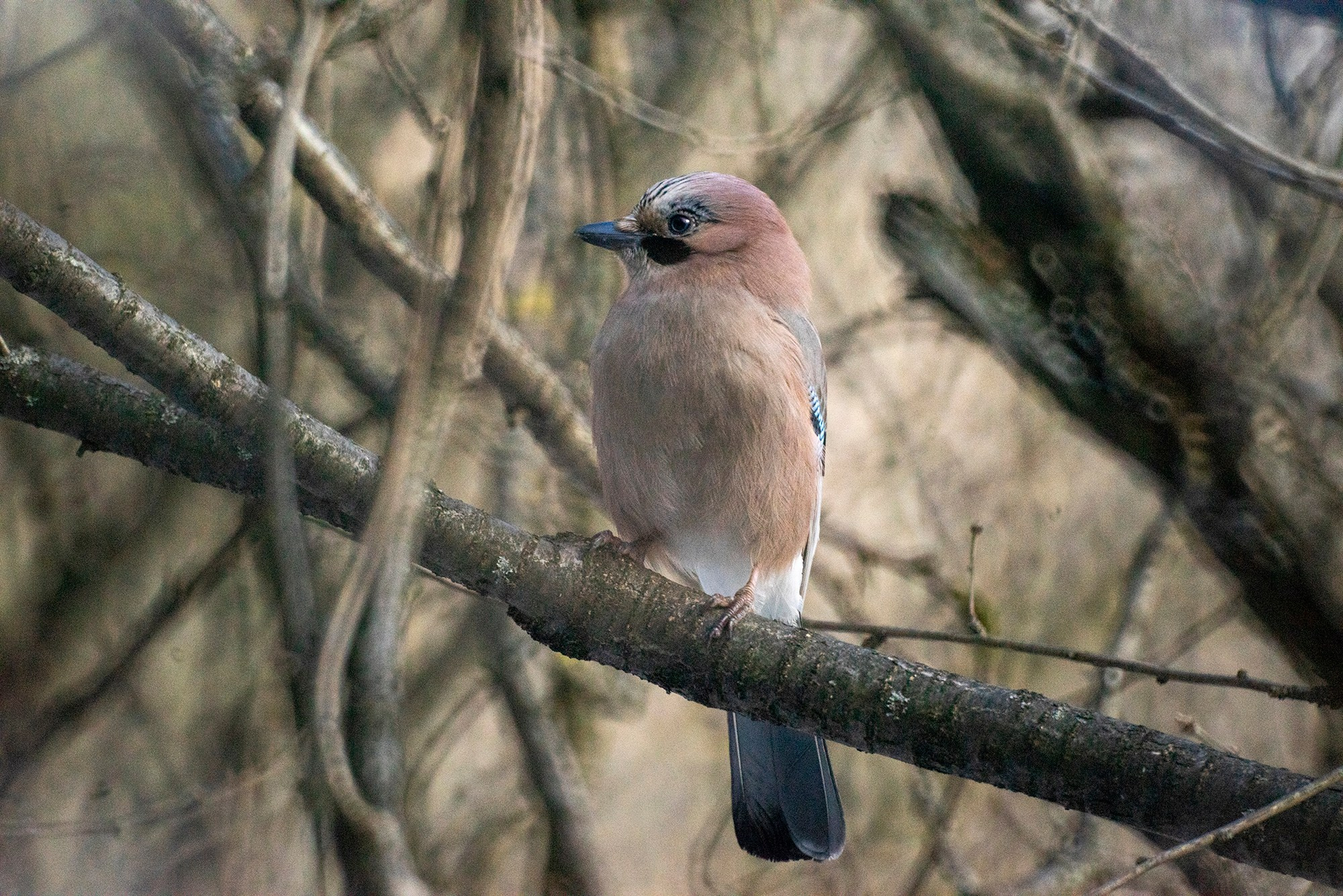 Удивительные мир птиц. Вокруг нас столько прекрасного — присмотритесь!. Ваш личный фотограф Марина Волкова