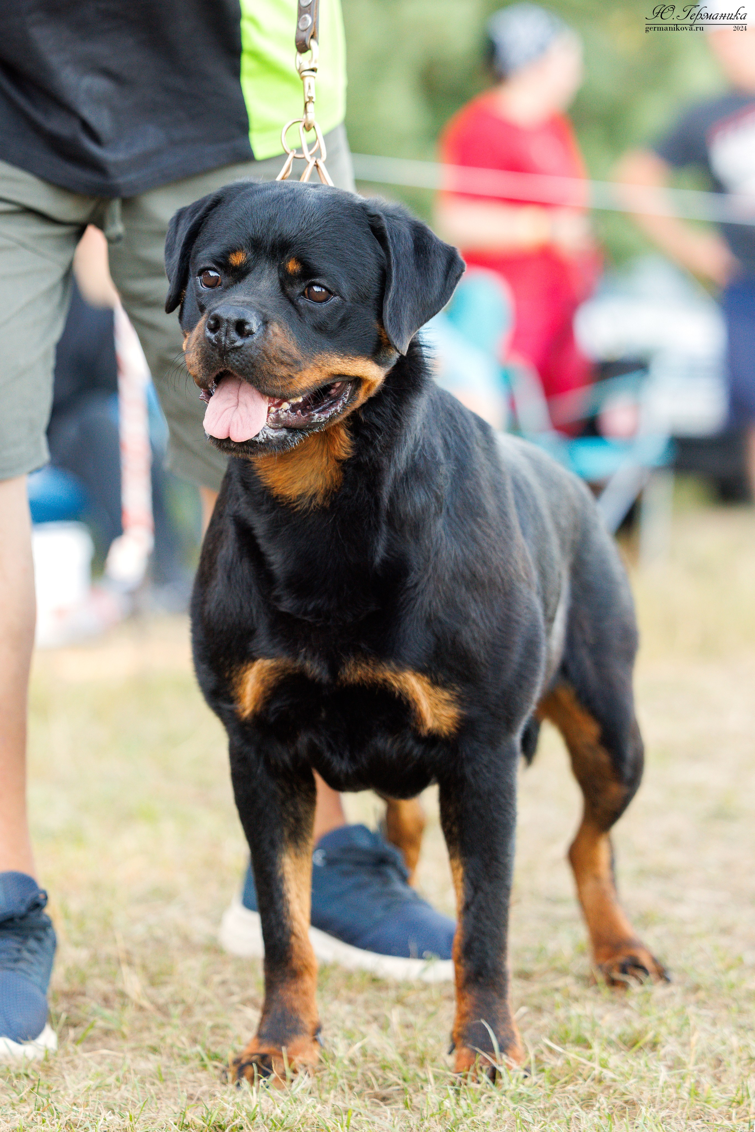 ПК и КЧК ротвейлеры Тверь 6-7.07.2024. Фотограф-анималист Юлия Германика