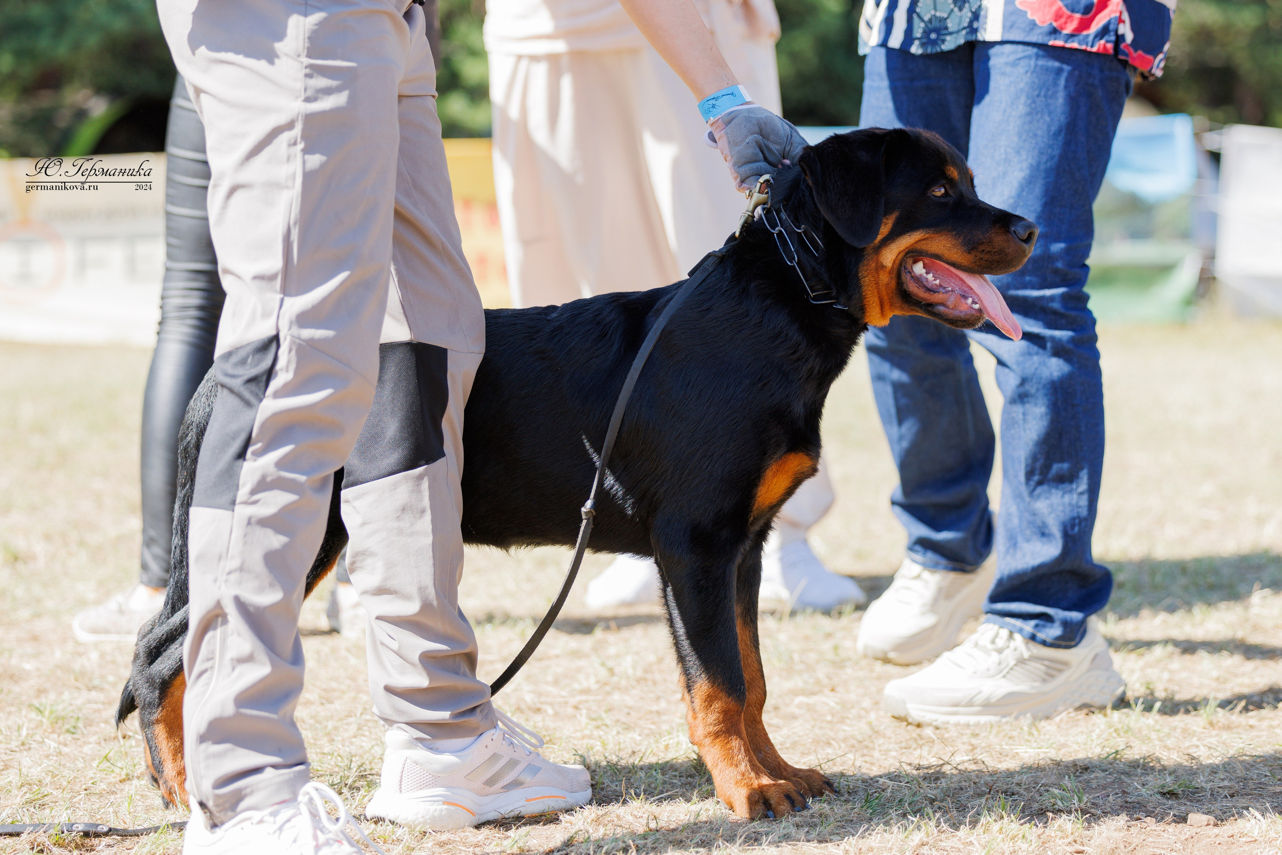 ПК и КЧК ротвейлеры Тверь 6-7.07.2024. Фотограф-анималист Юлия Германика