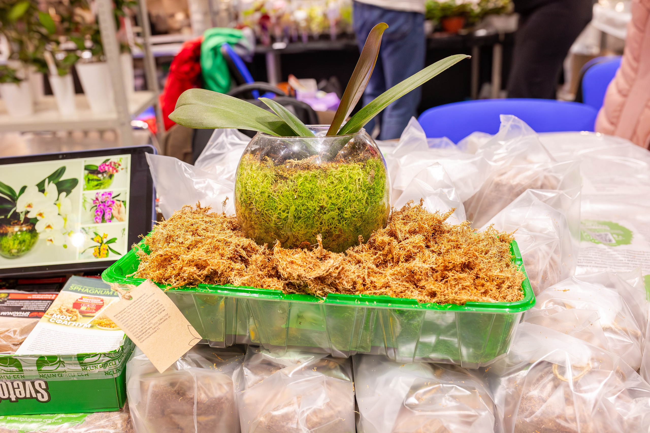 Орхидиум сентябрь 2025. Александра Куликова фотограф, Москва