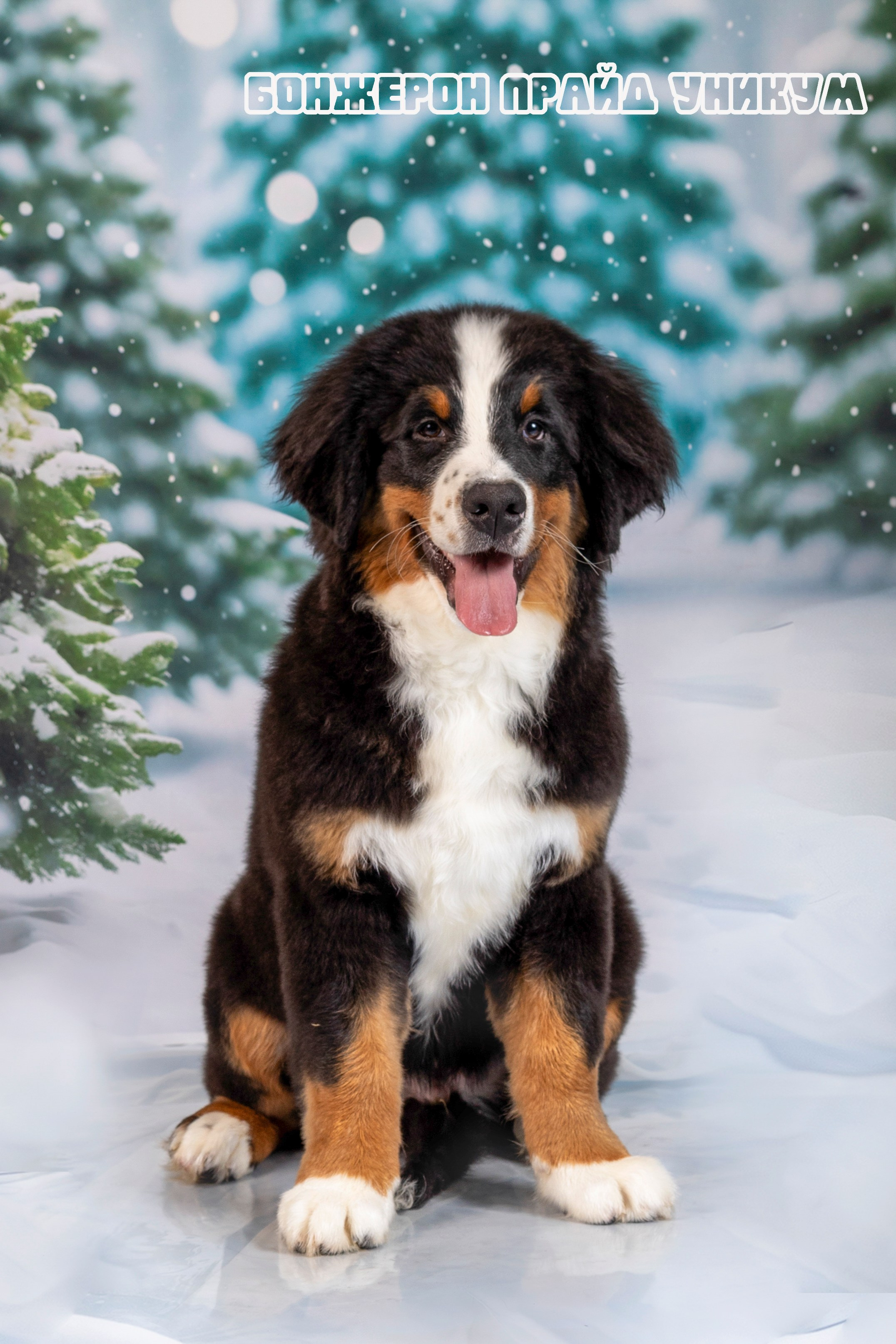 Бонжерон прайд. Фотограф 📸 семейный, предметный, репортажный