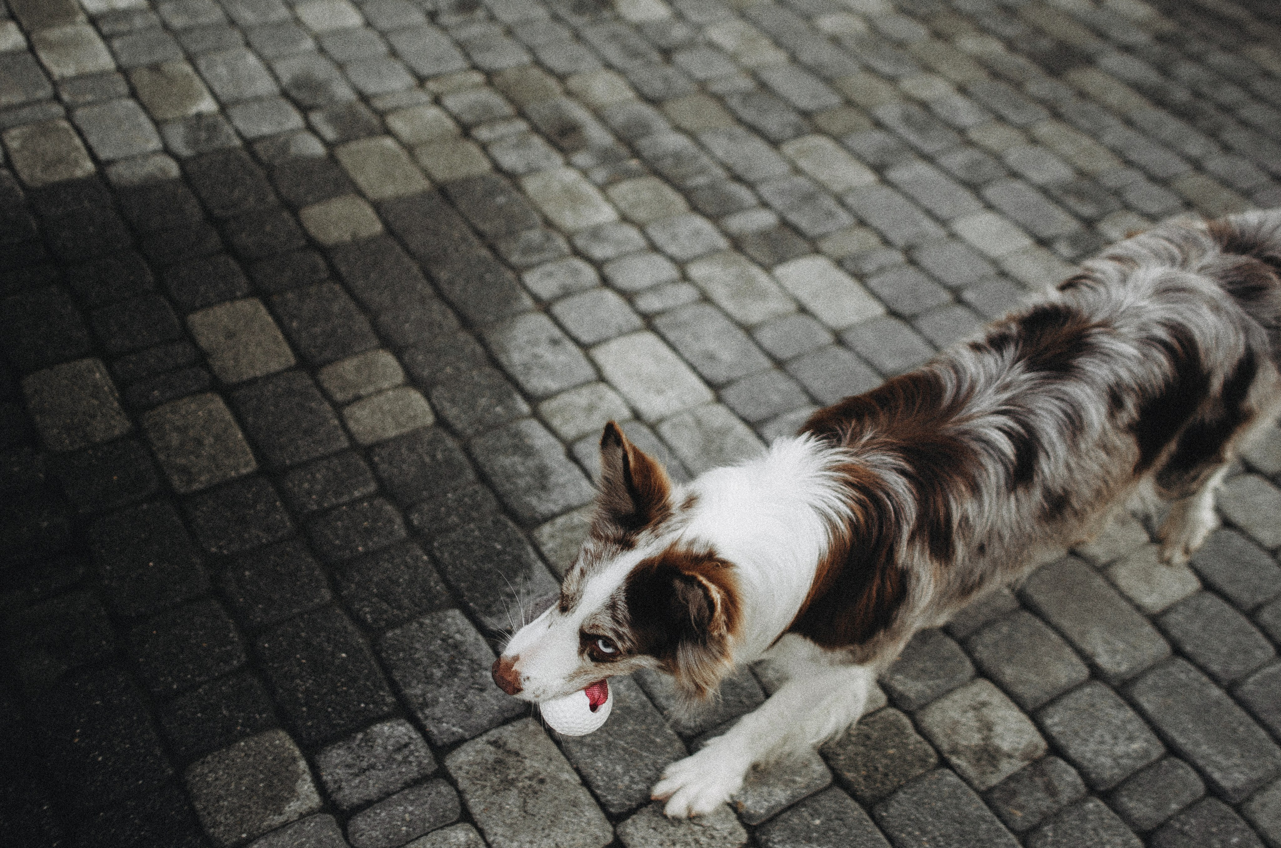 Алина и Бруна. Фотограф-анималист Богданова Полина