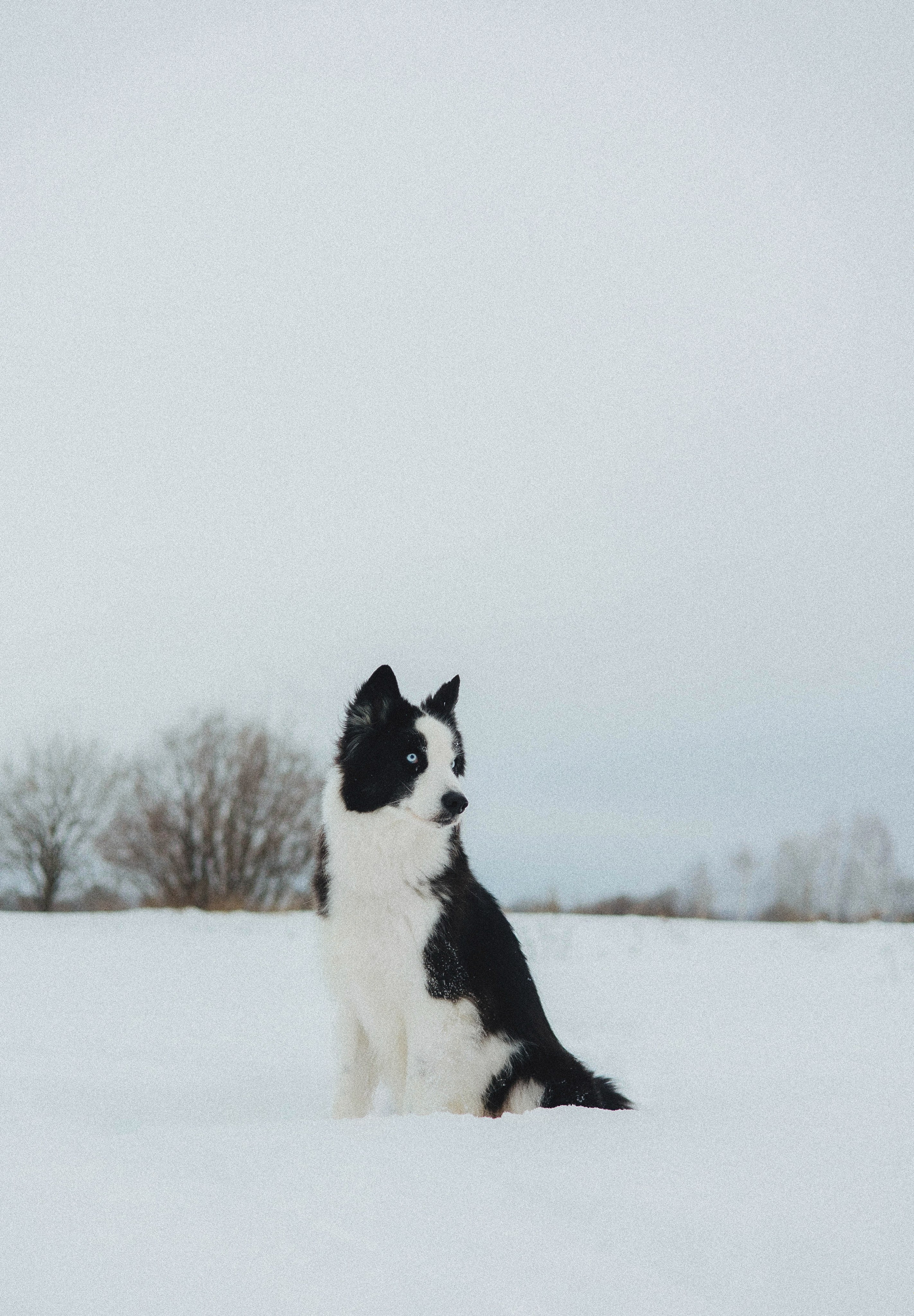 Анна и Тео. Фотограф-анималист Богданова Полина