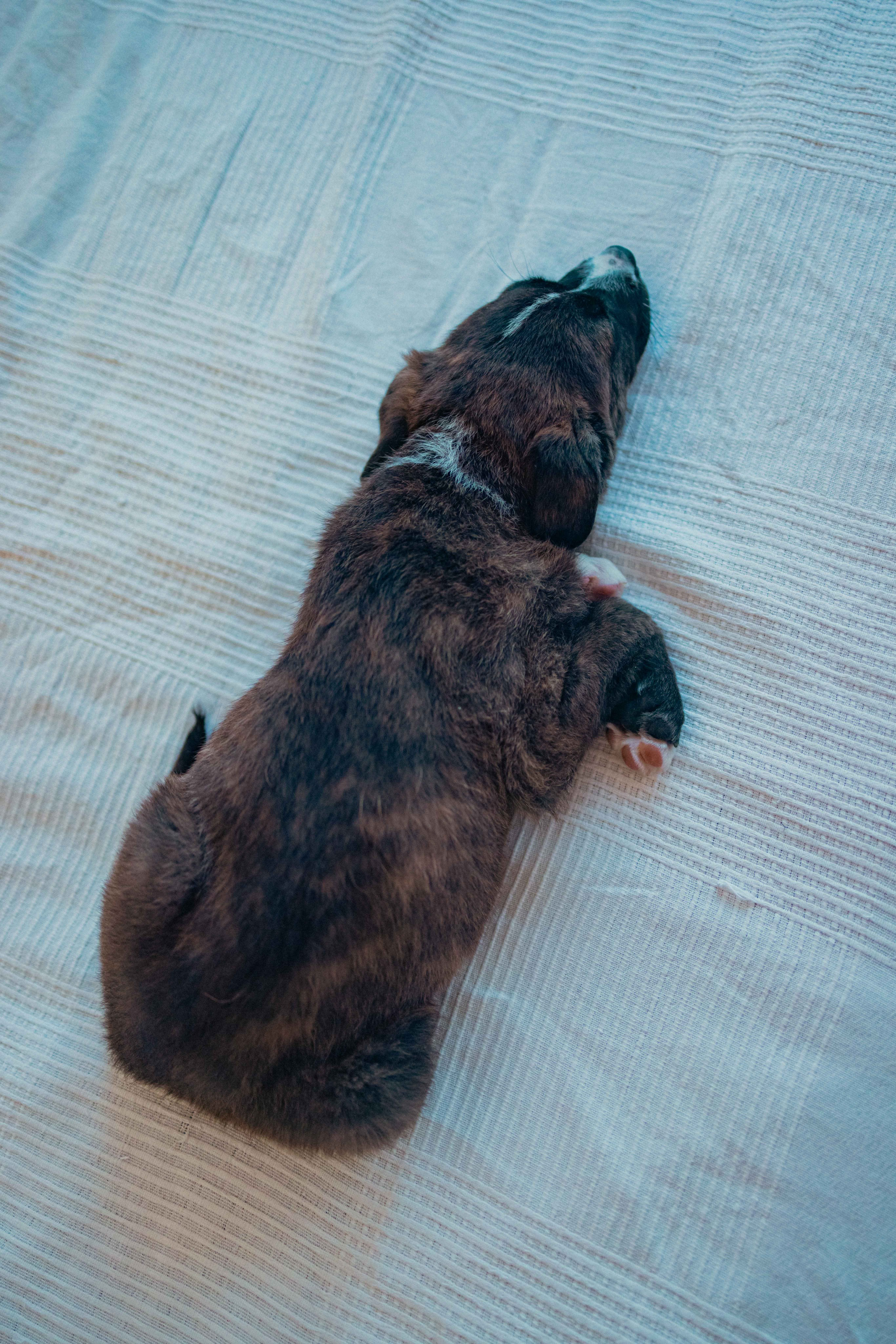 Гайка. Фотограф-анималист в Москве Лера Черноног