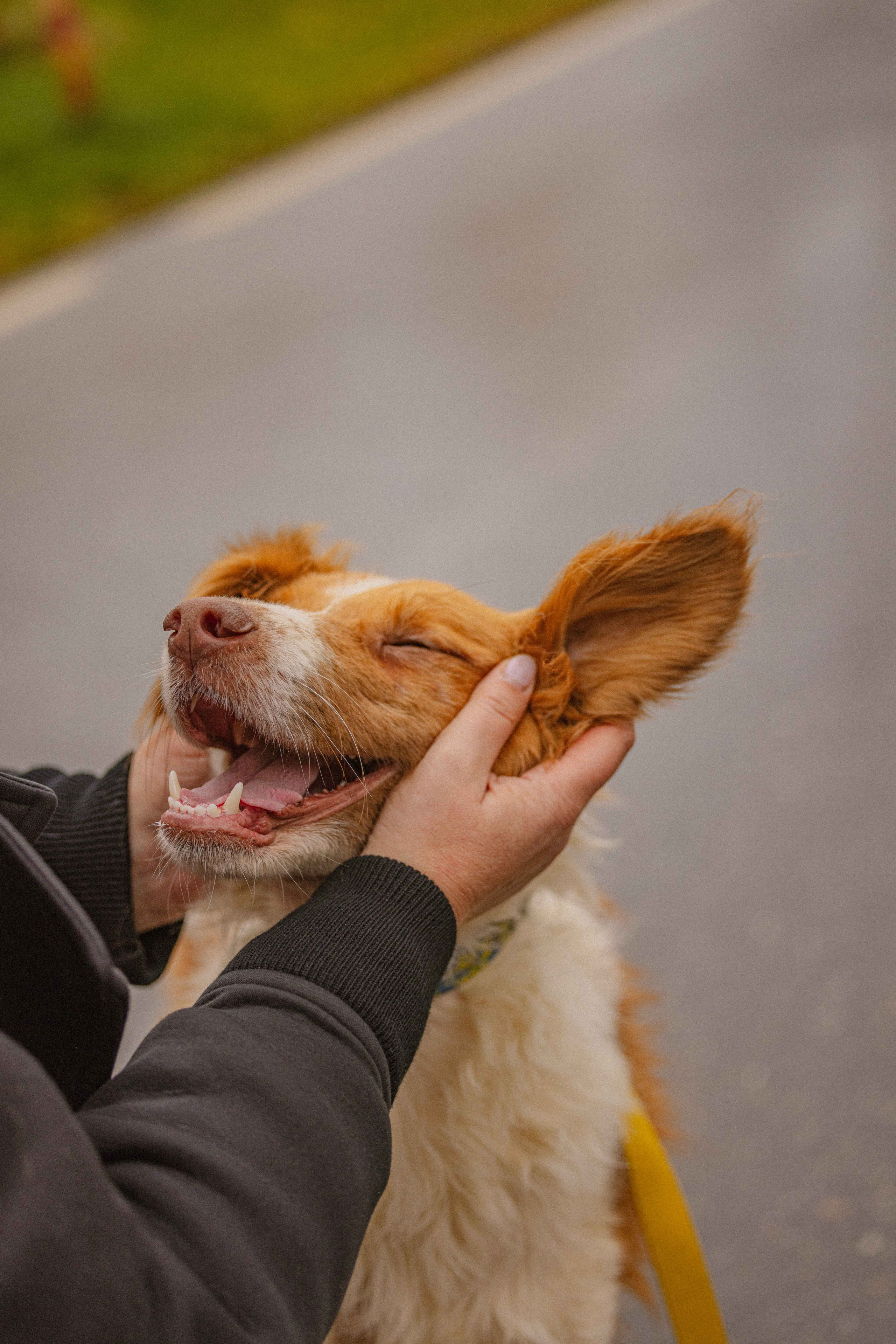 Передержка. Фотограф-анималист в Москве Лера Черноног