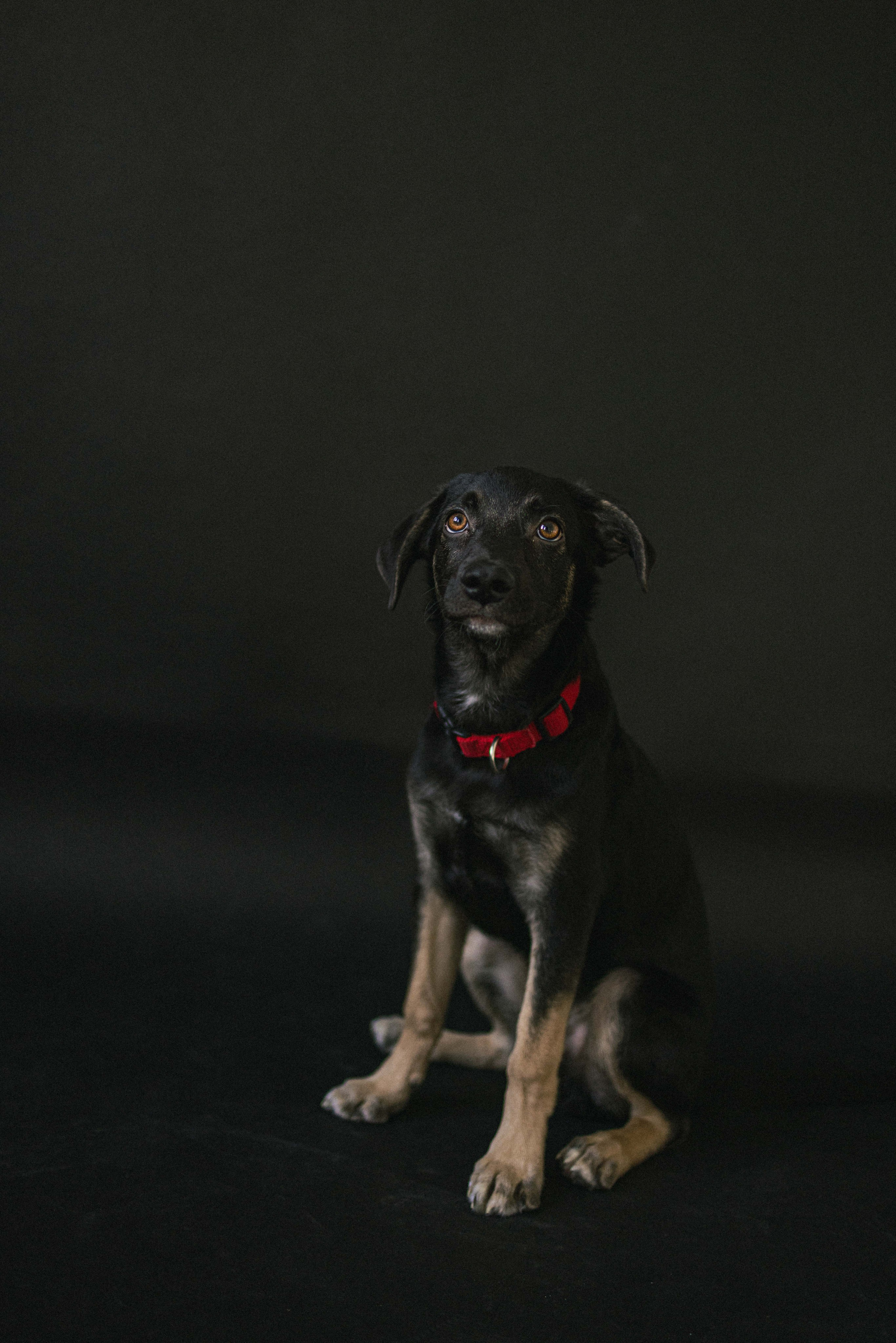 Крис и Тэдди. Фотограф-анималист в Москве Лера Черноног