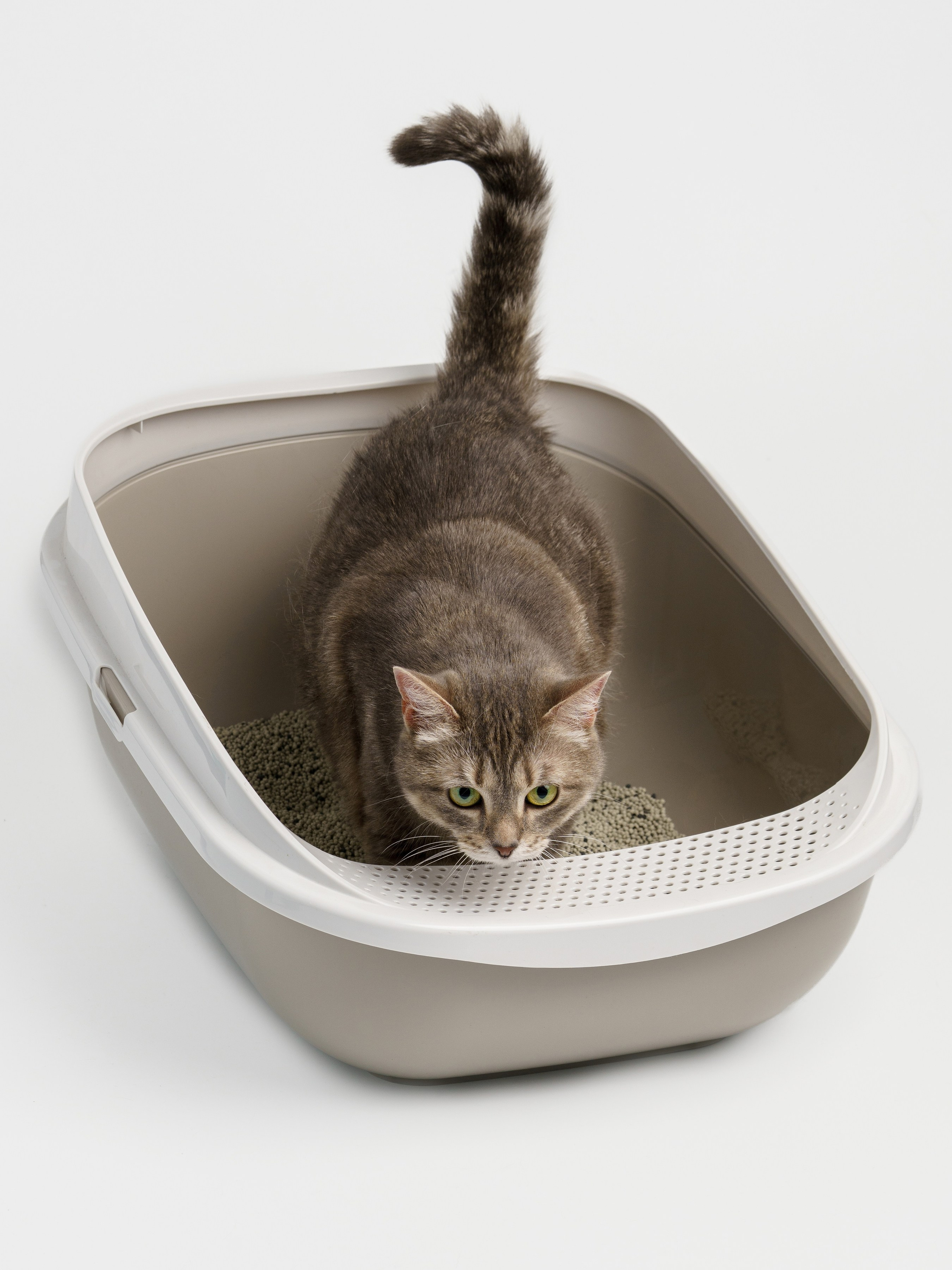 Съемки с животными. КЕД Студия-контент агентство полного цикла СПБ. Создаём фото, видео и контент, который помогает брендам и селлерам продавать больше