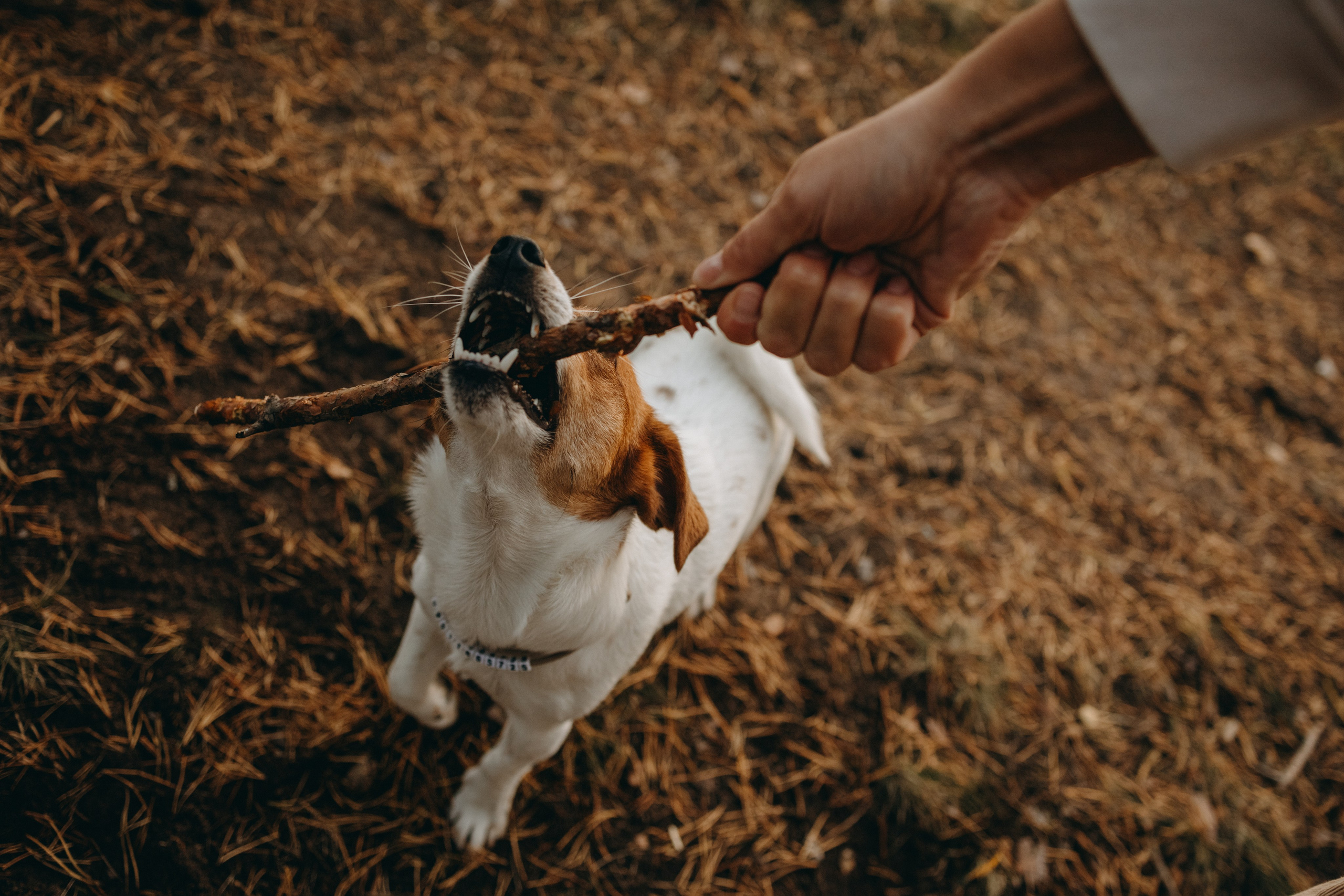 Лея и ее семья. Фотограф — Анималист | Санкт-Петербург