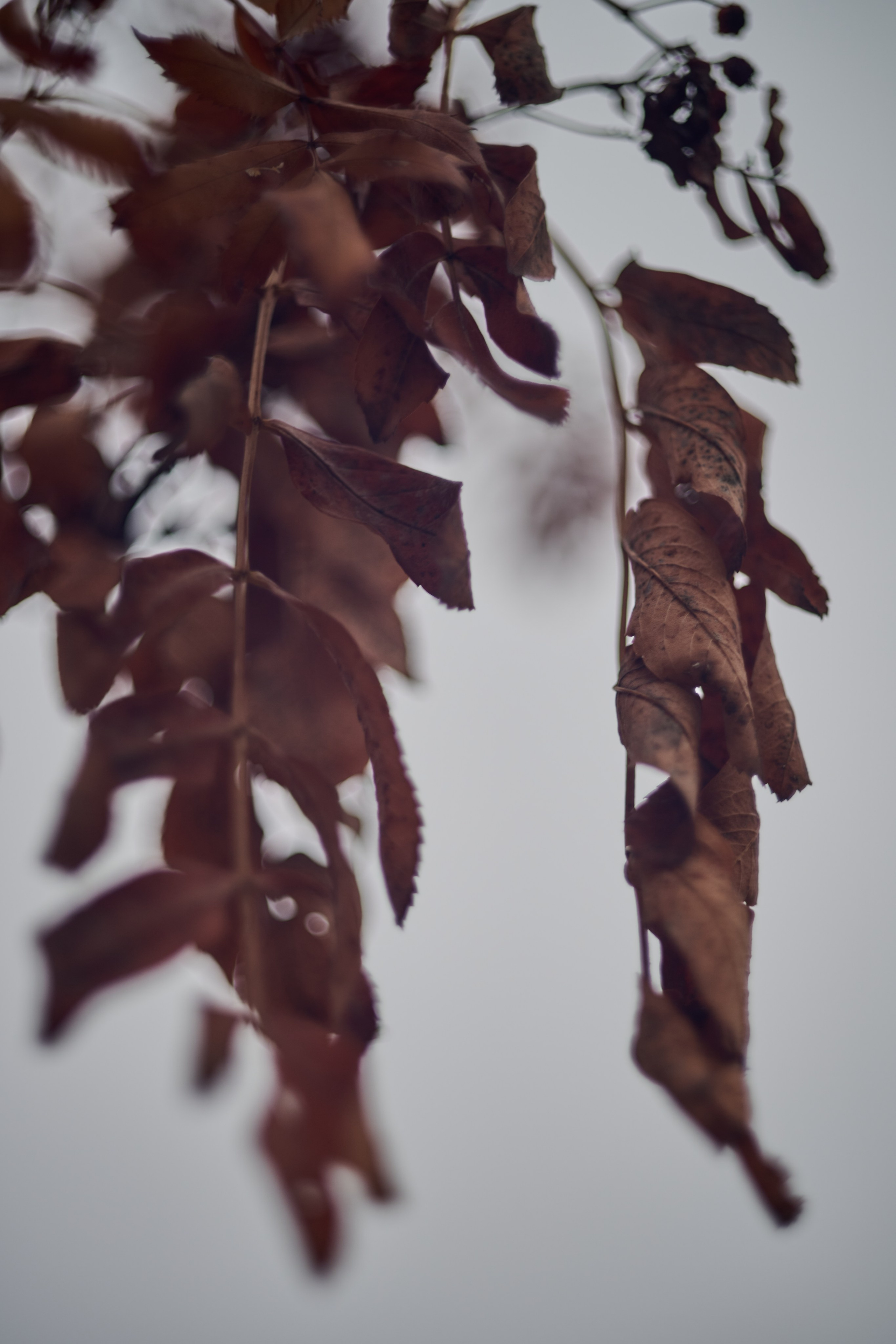 Лисичанск (Луганская область). Декабрь 2024 года. Фотограф Роман Адлер