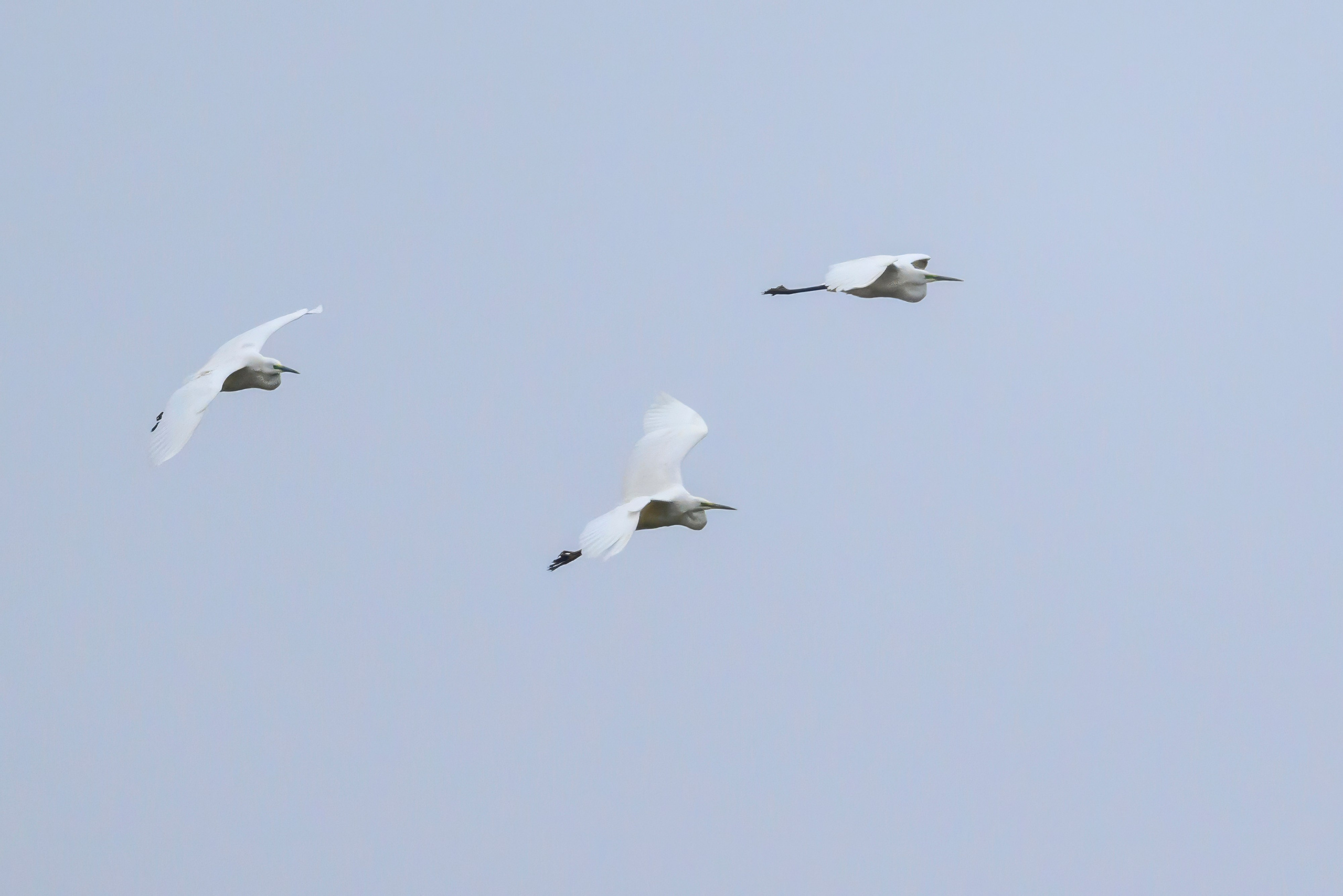Дождь. Wildlife photography by Sergey Puponin