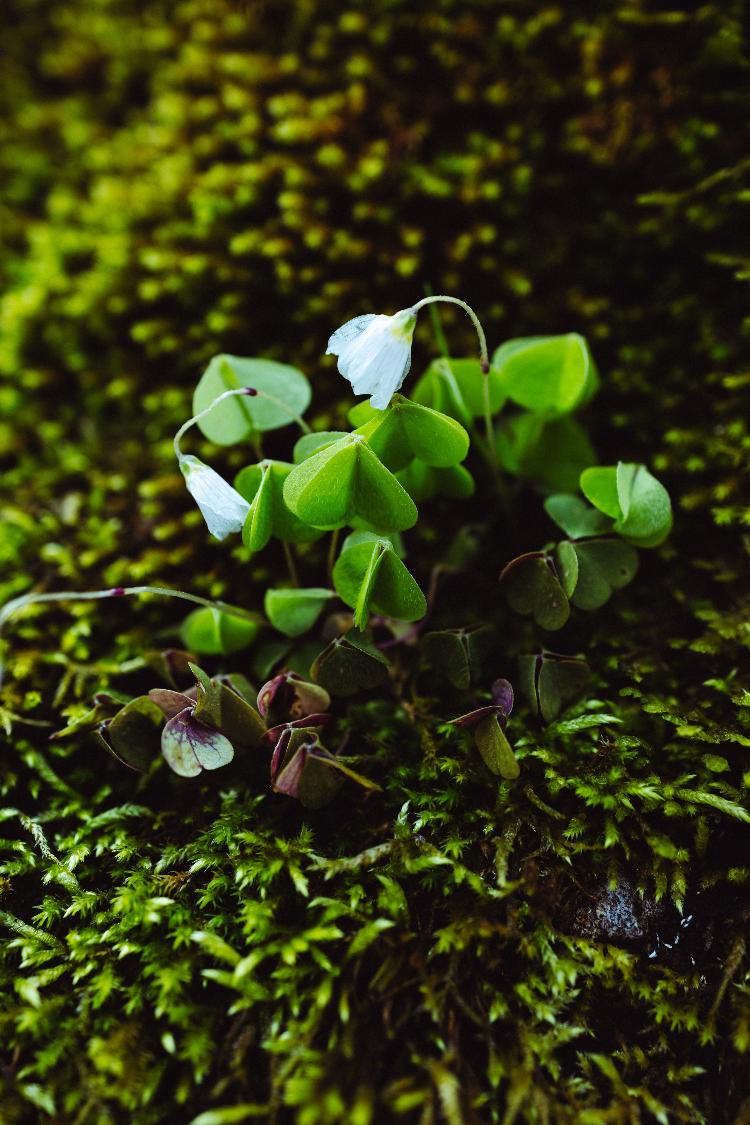 Семейная фотосессия мамы и дочери