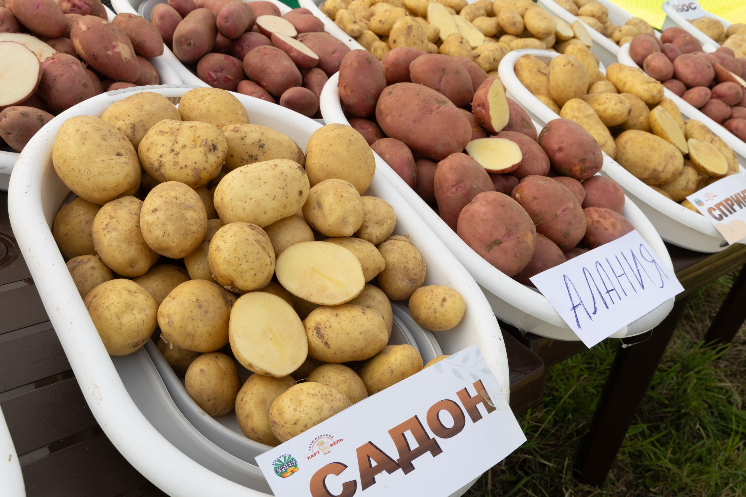 День поля 2024