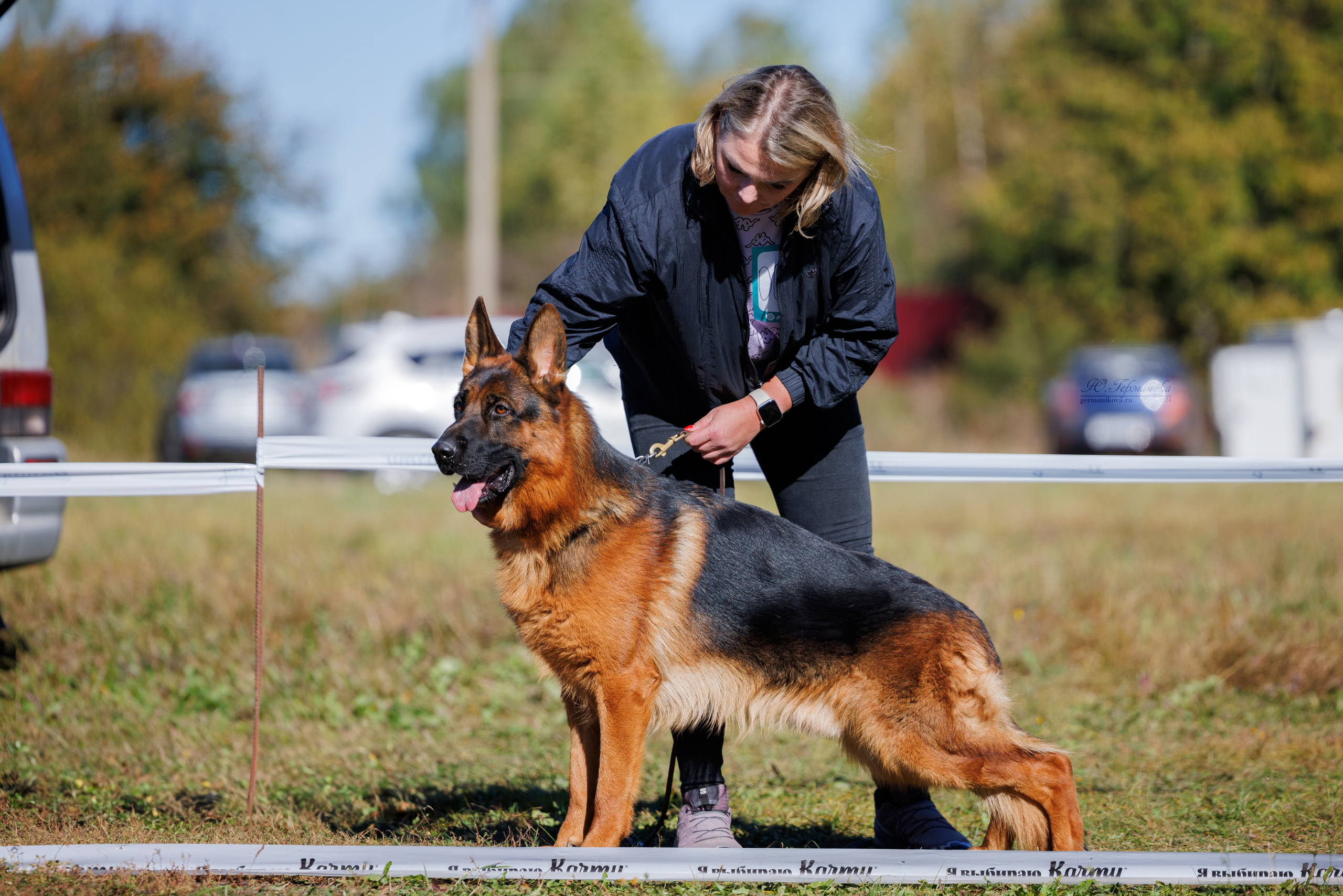 Тверь немецкие овчарки 22.09.2024. Фотограф-анималист Юлия Германика