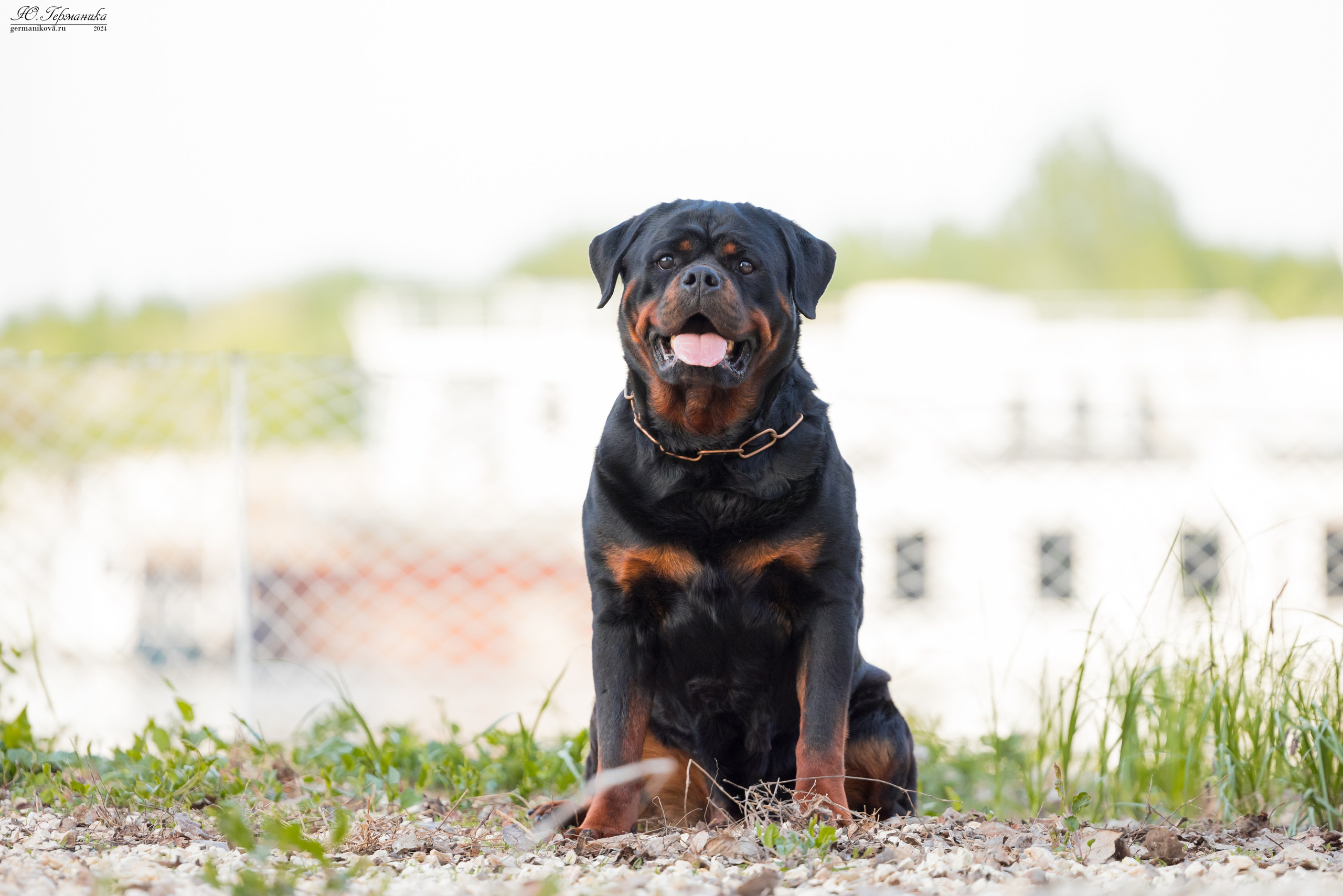 Саратов 2 х моно ротвейлеров 28-29.04.2024. Фотограф-анималист Юлия Германика