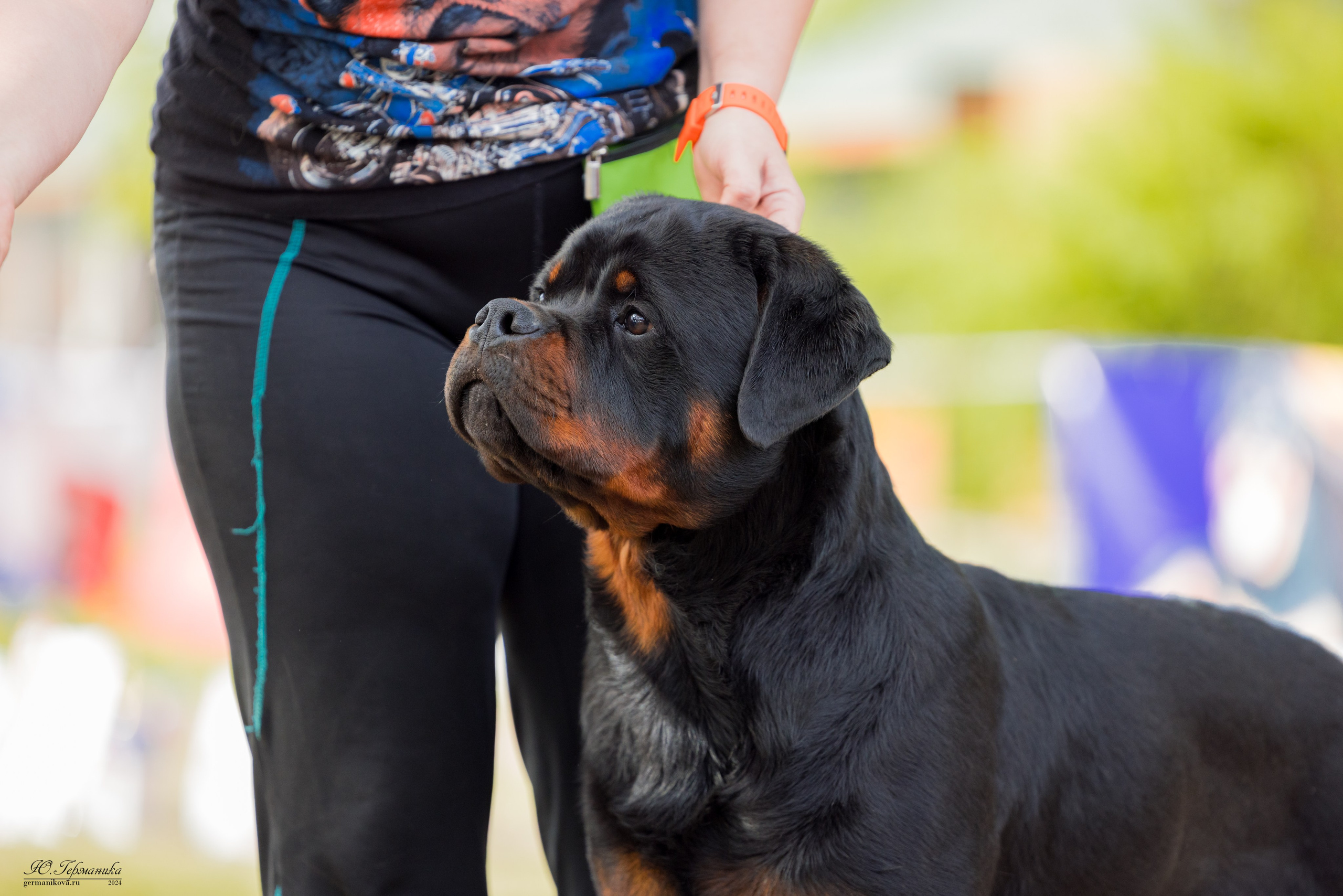 Саратов 2 х моно ротвейлеров 28-29.04.2024. Фотограф-анималист Юлия Германика