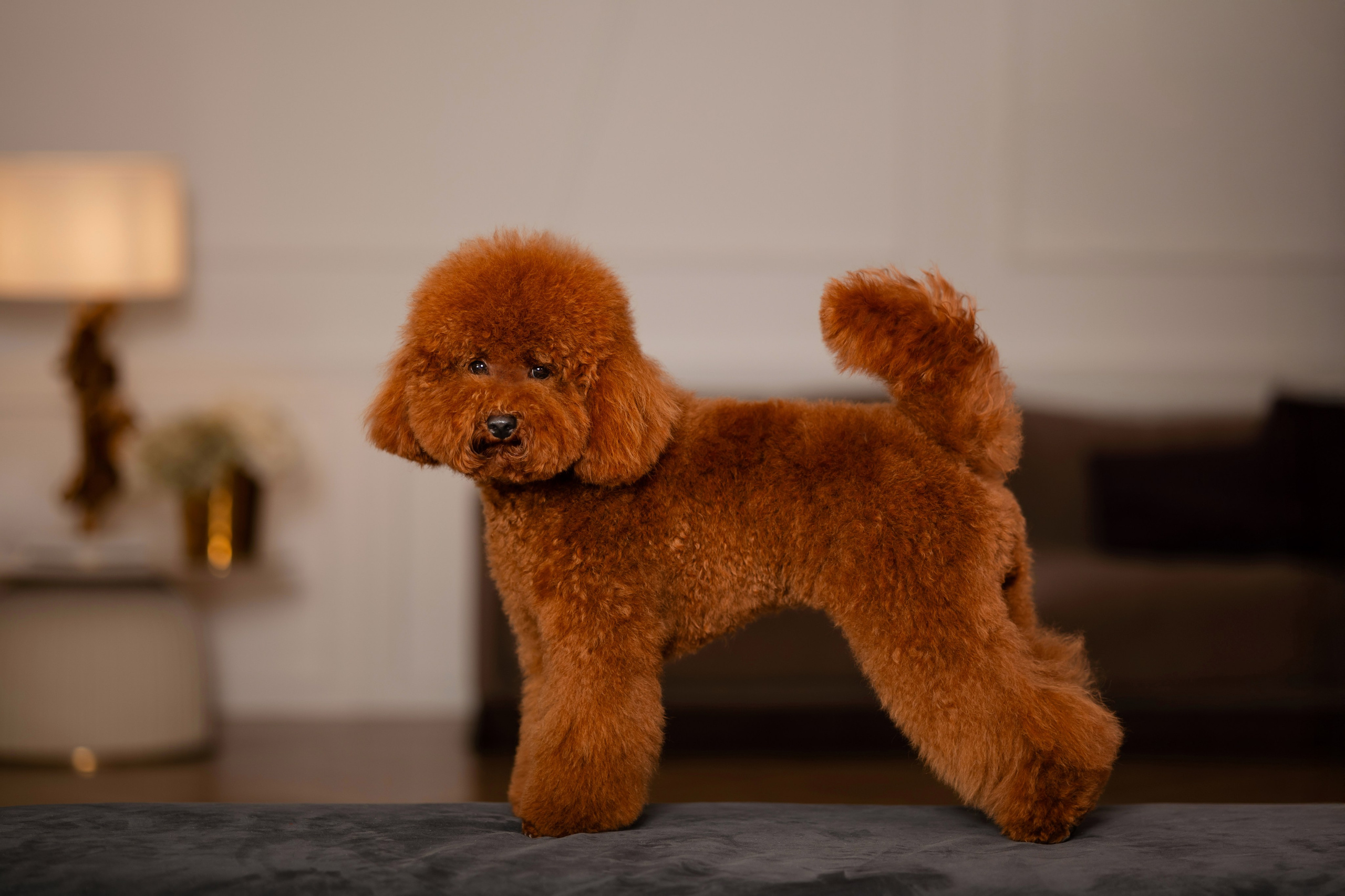 Фотосессия собаки в фотостудии. Фотограф-анималист в Краснодаре Маша Мельникова