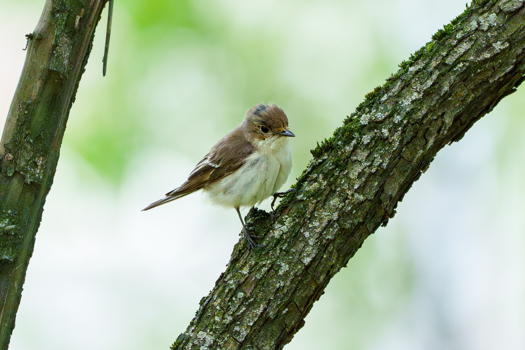 Удивительные мир птиц. Вокруг нас столько прекрасного — присмотритесь!. Ваш личный фотограф Марина Волкова