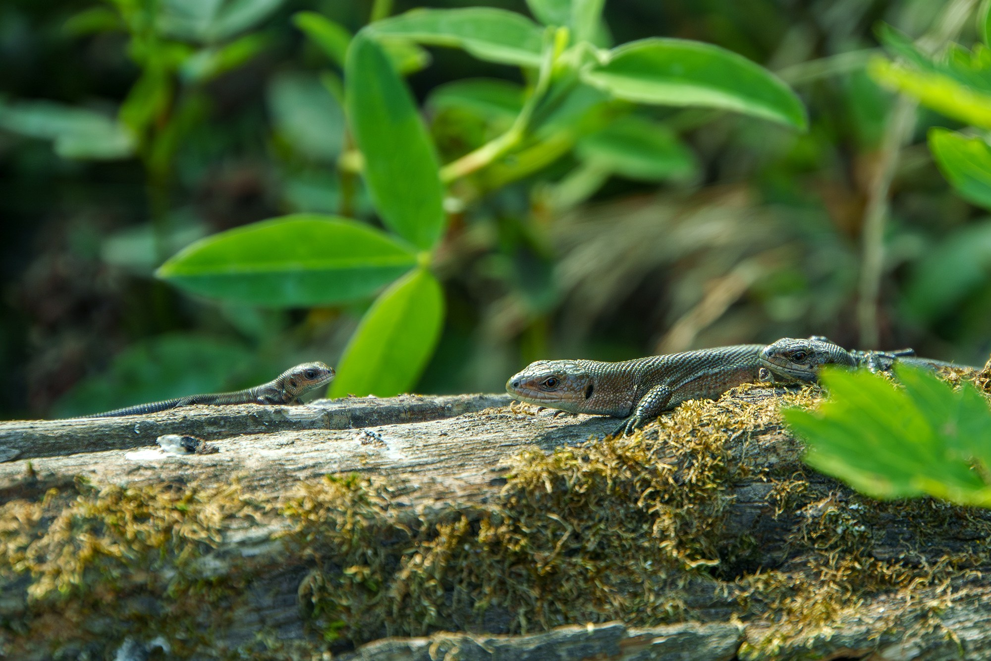 Животные. Ваш личный фотограф Марина Волкова