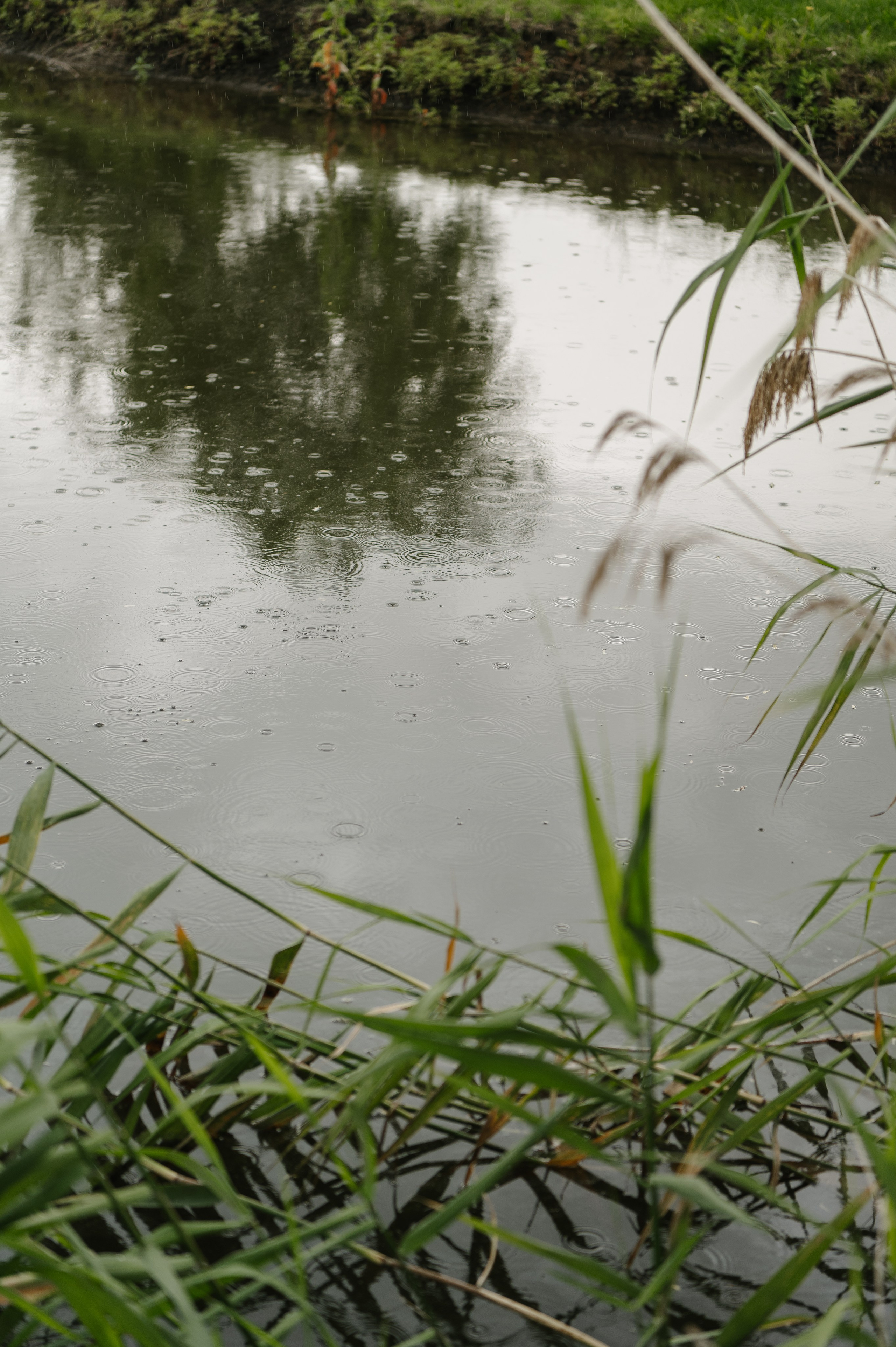 Вячеслав и Ксения. Свадебный фотограф Белгород