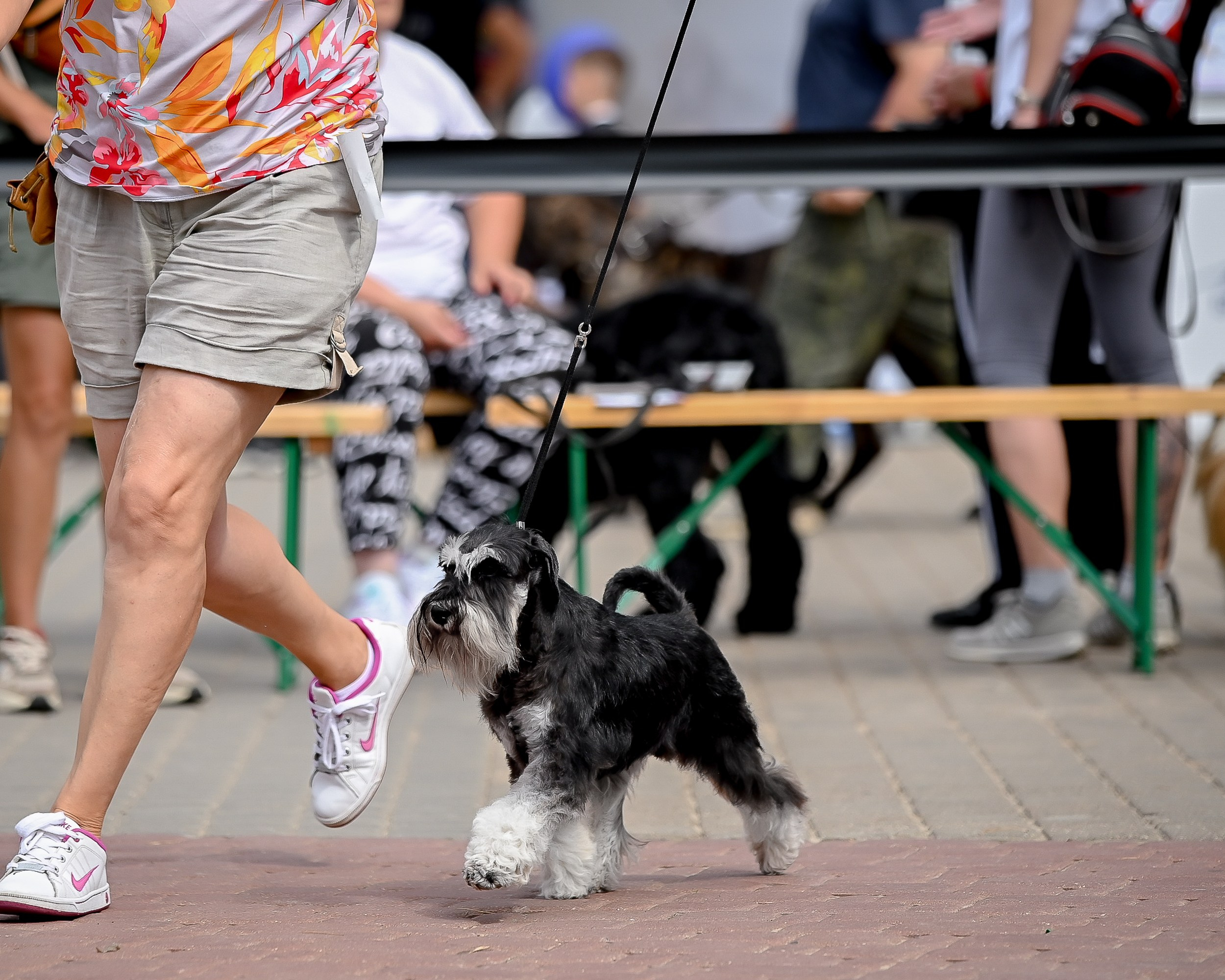 Тахо/ Delinso Balance Onyrico Tahoe. Питомник цвергшнауцеров в Беларуси «Делинсо Бэлэнс»