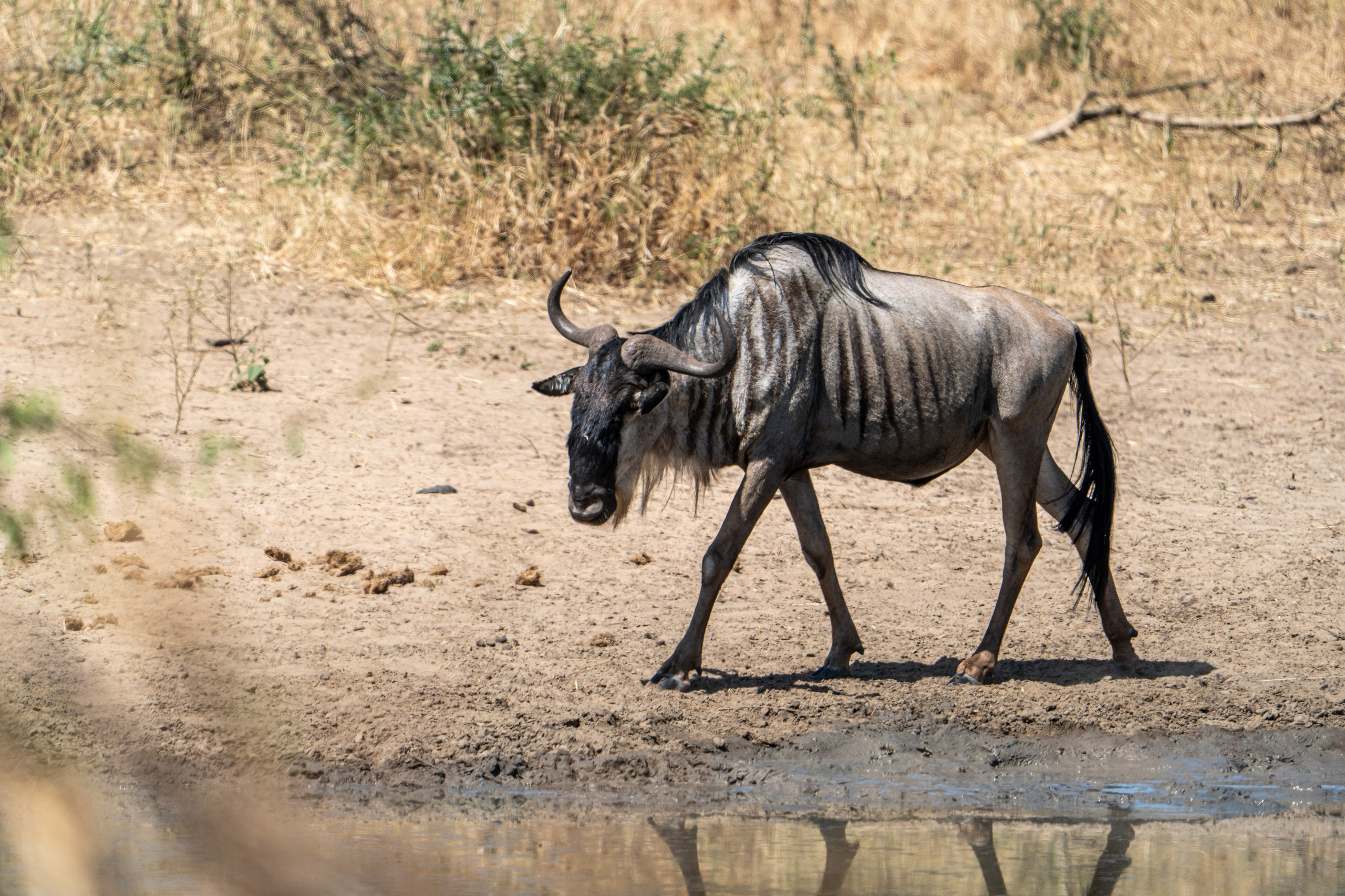Танзания, сафари, 2025. Творческие сьемки