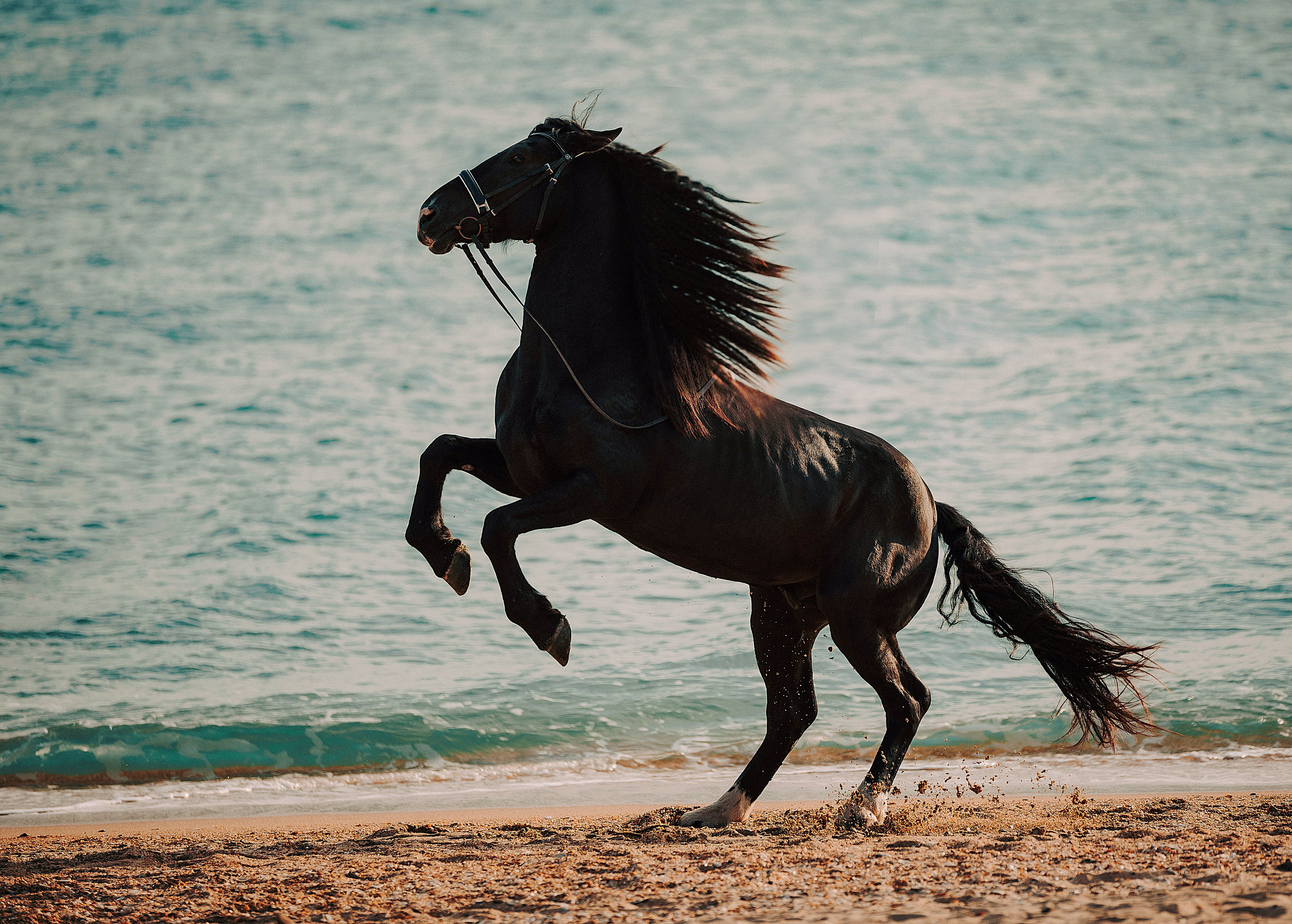Лошади на свободе. Конный и театральный фотограф Анапа