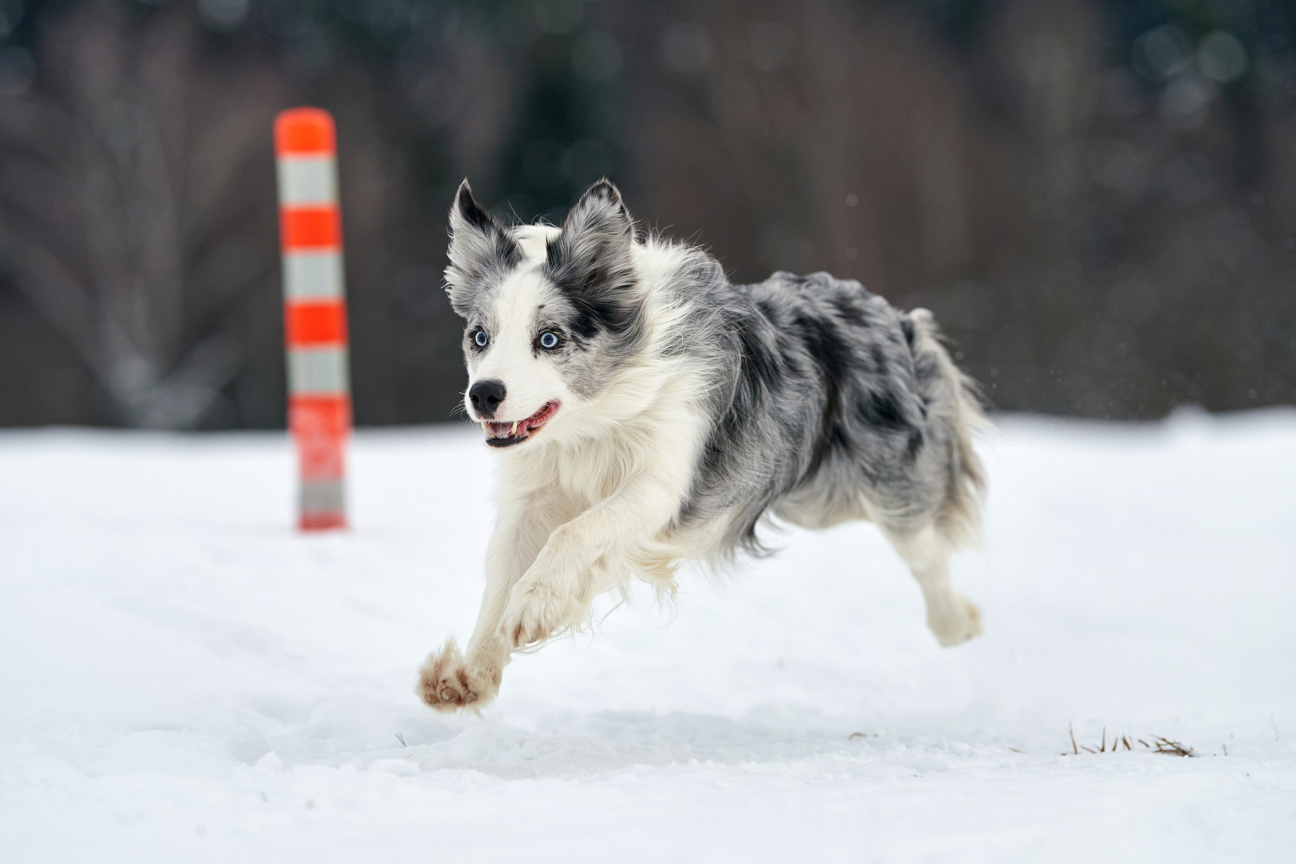 Репортажная съемка. Фотограф-анималист Михаил Манухин