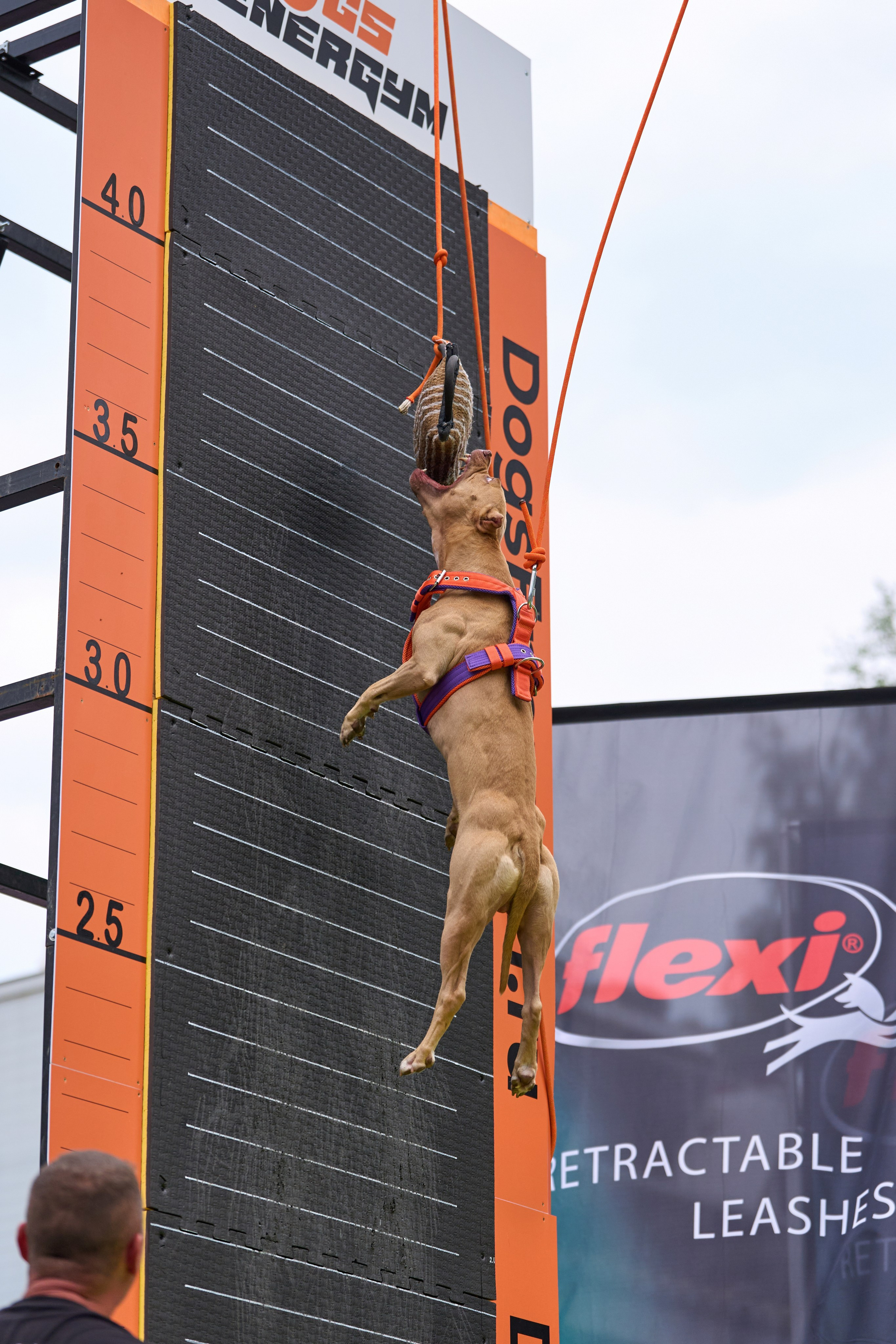 4 лапы Фест. Многоборье. Фотограф-анималист Михаил Манухин