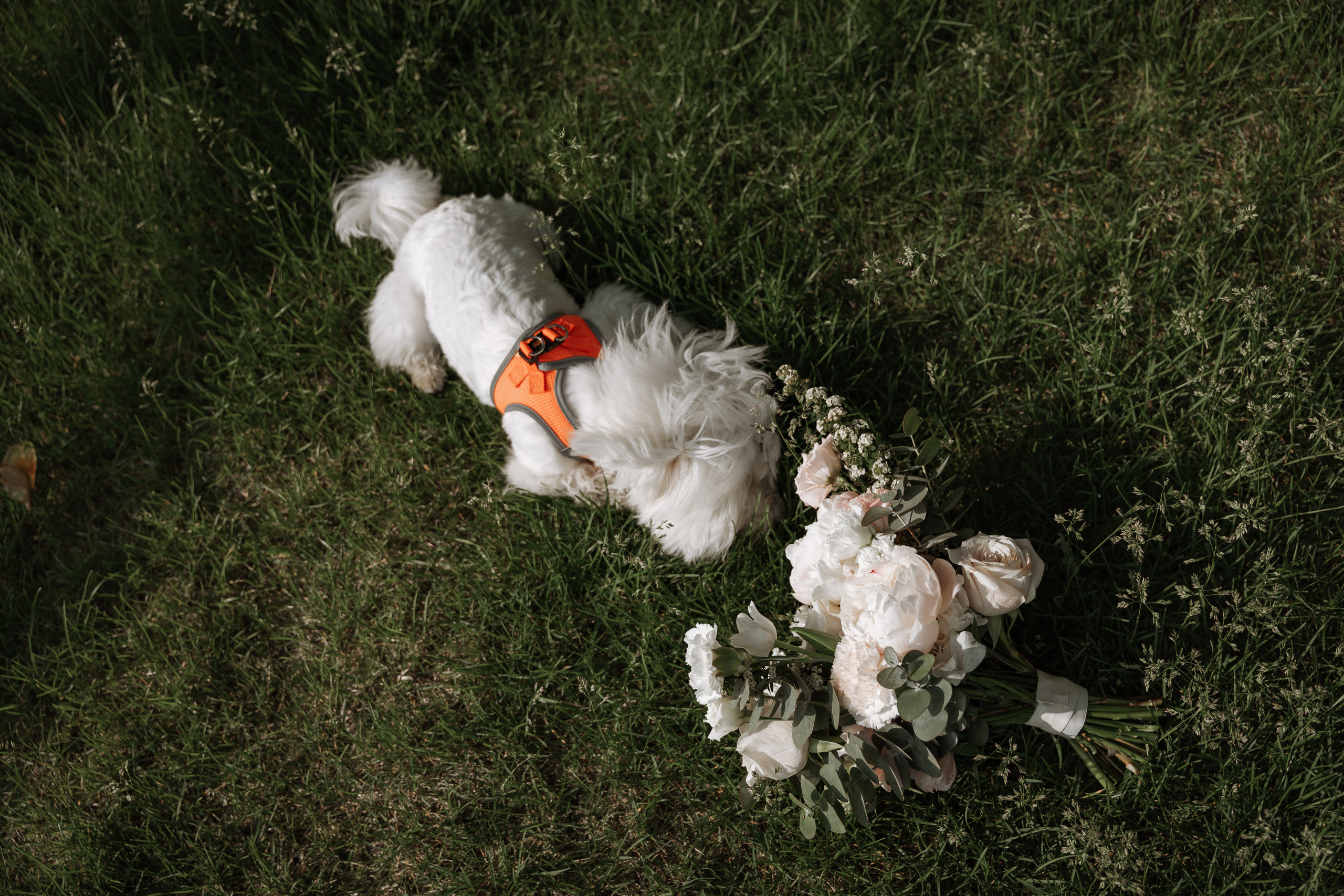 Свадебный  фотограф Санкт - Петербург