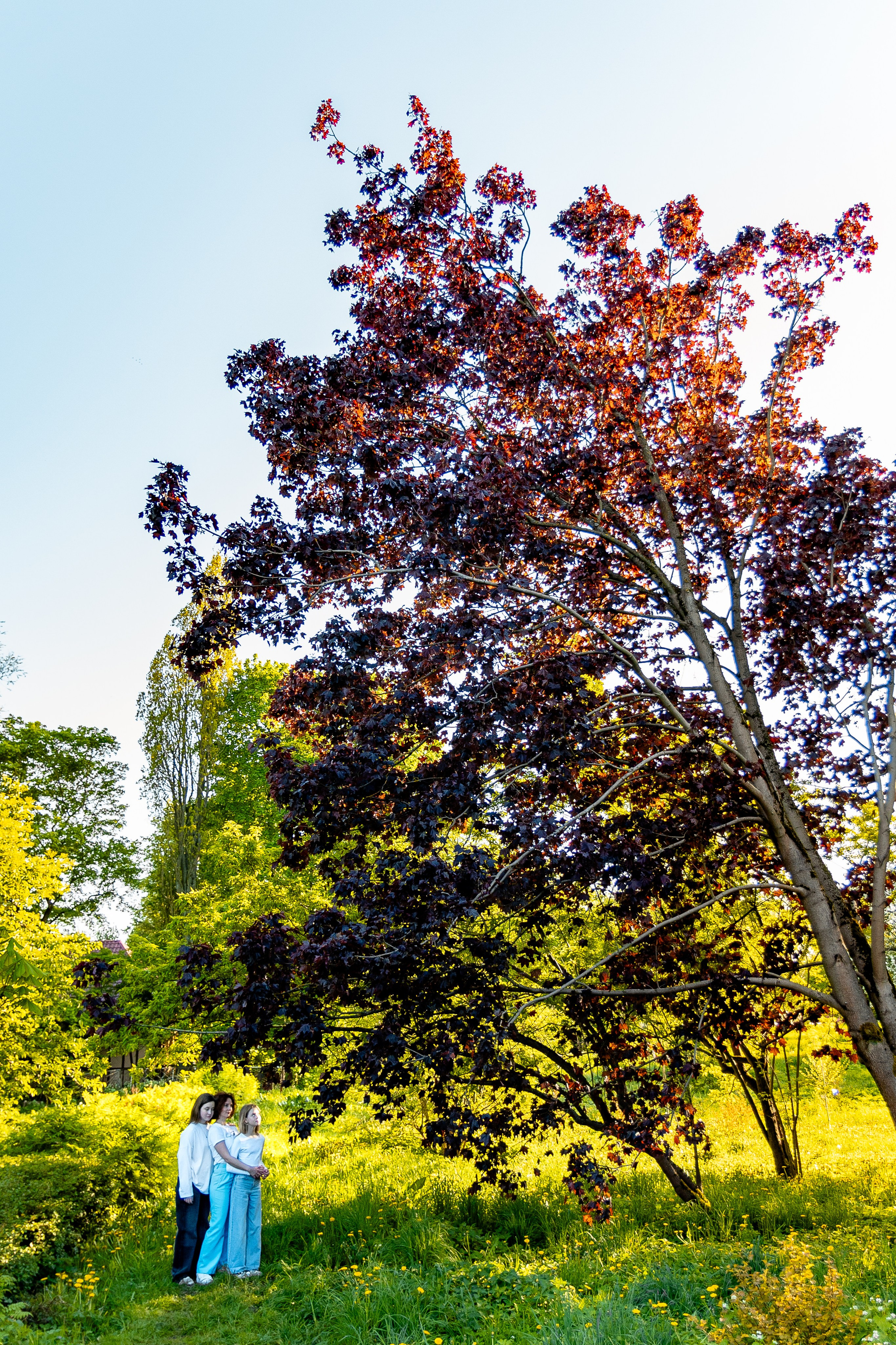 Ботанический сад. Фотограф Елена Медок Калининград