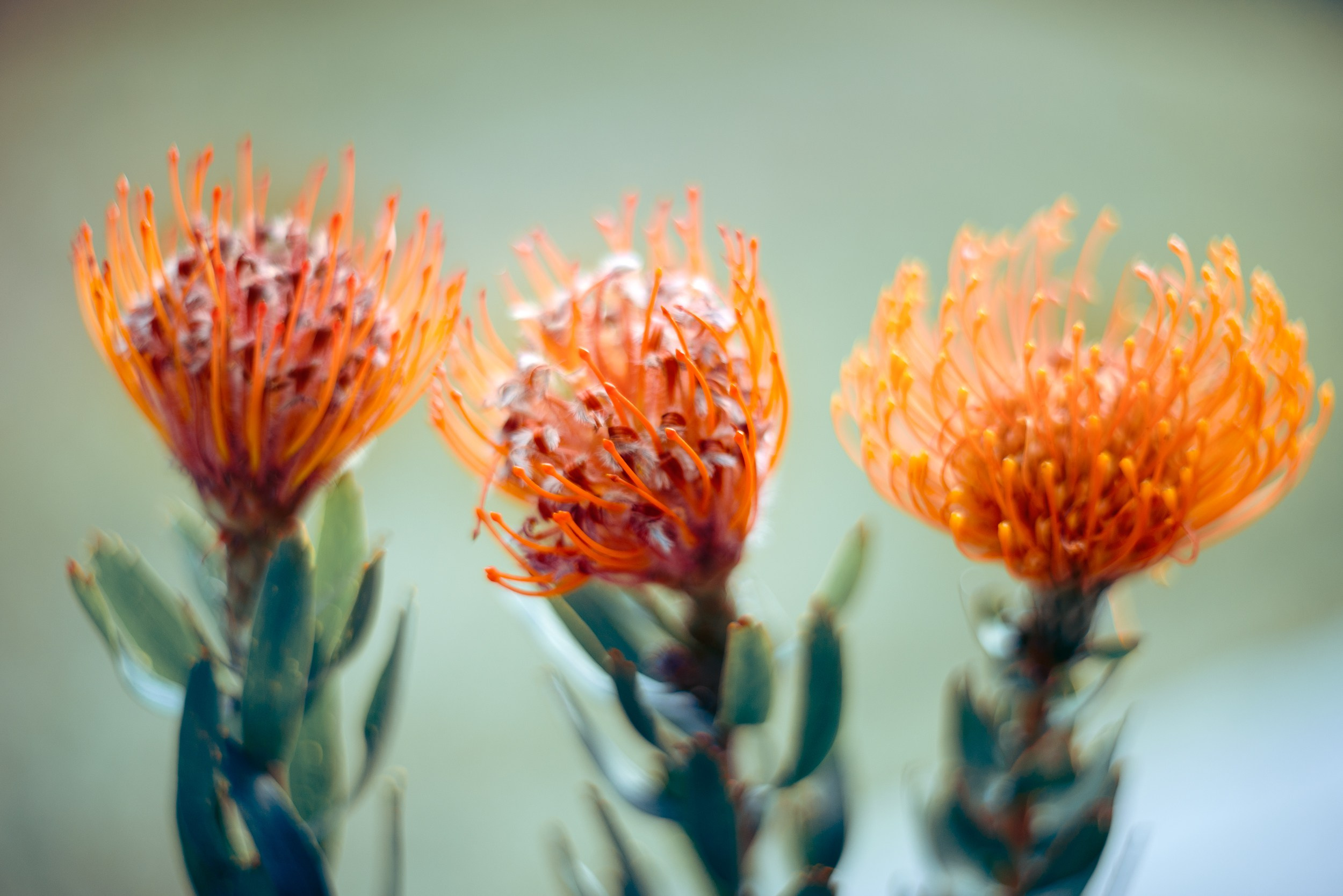 Grace. Алена Войтко