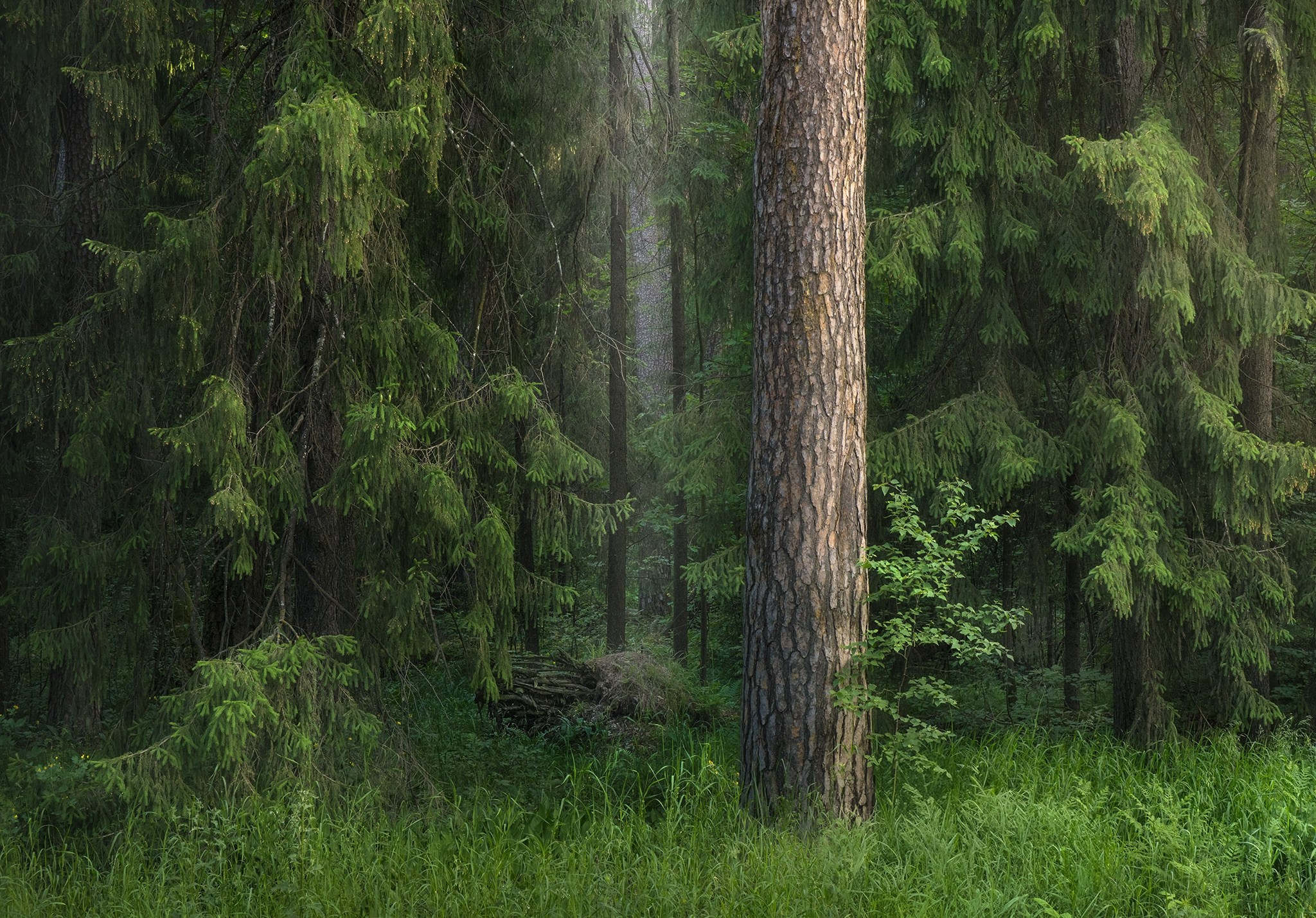 Лето, лес, деревья…. Пейзажный фотограф Руслан Лукманов