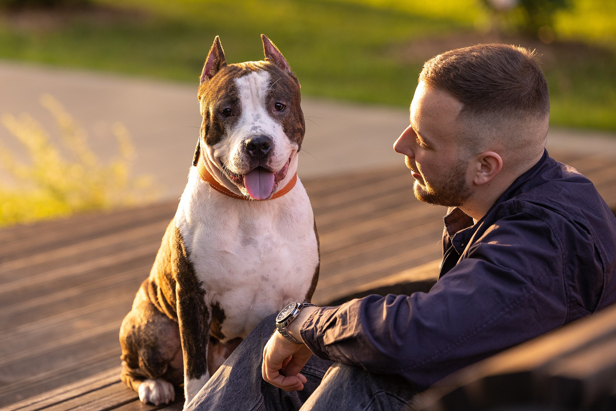 Амстафф Честер и его семья. Фотограф-анималист Natalia Deingel | Фотосъемка собак в Москве