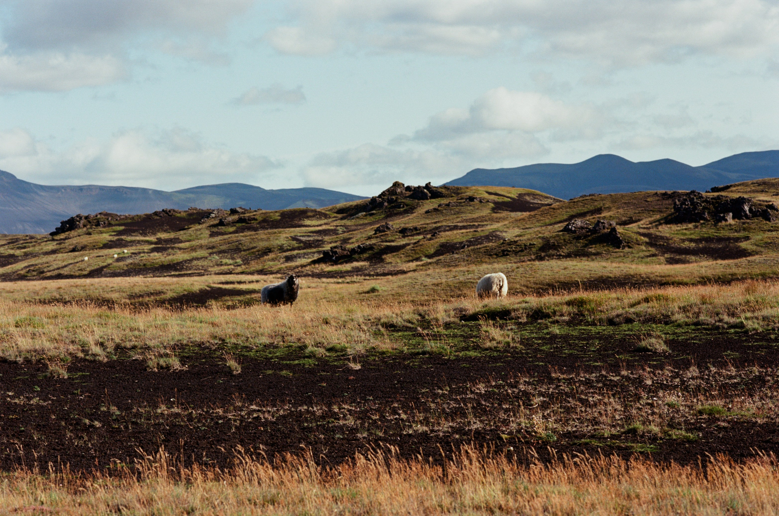 Visitor // iceland, f225. EVER EXPOSED