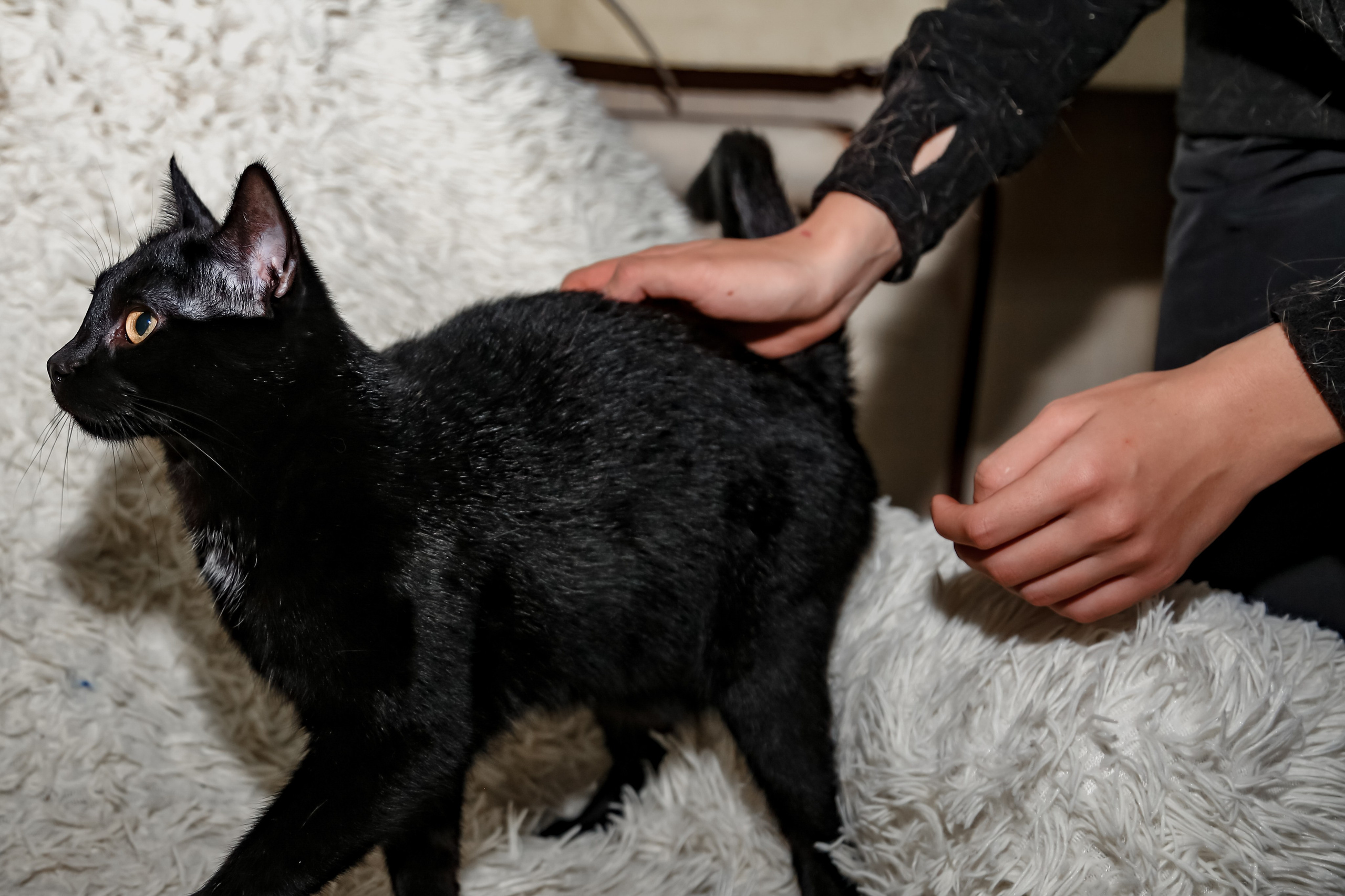 Приют Кошкин Дом Филимоша. Ваш фотограф в Оренбурге Рощупкина Екатерина