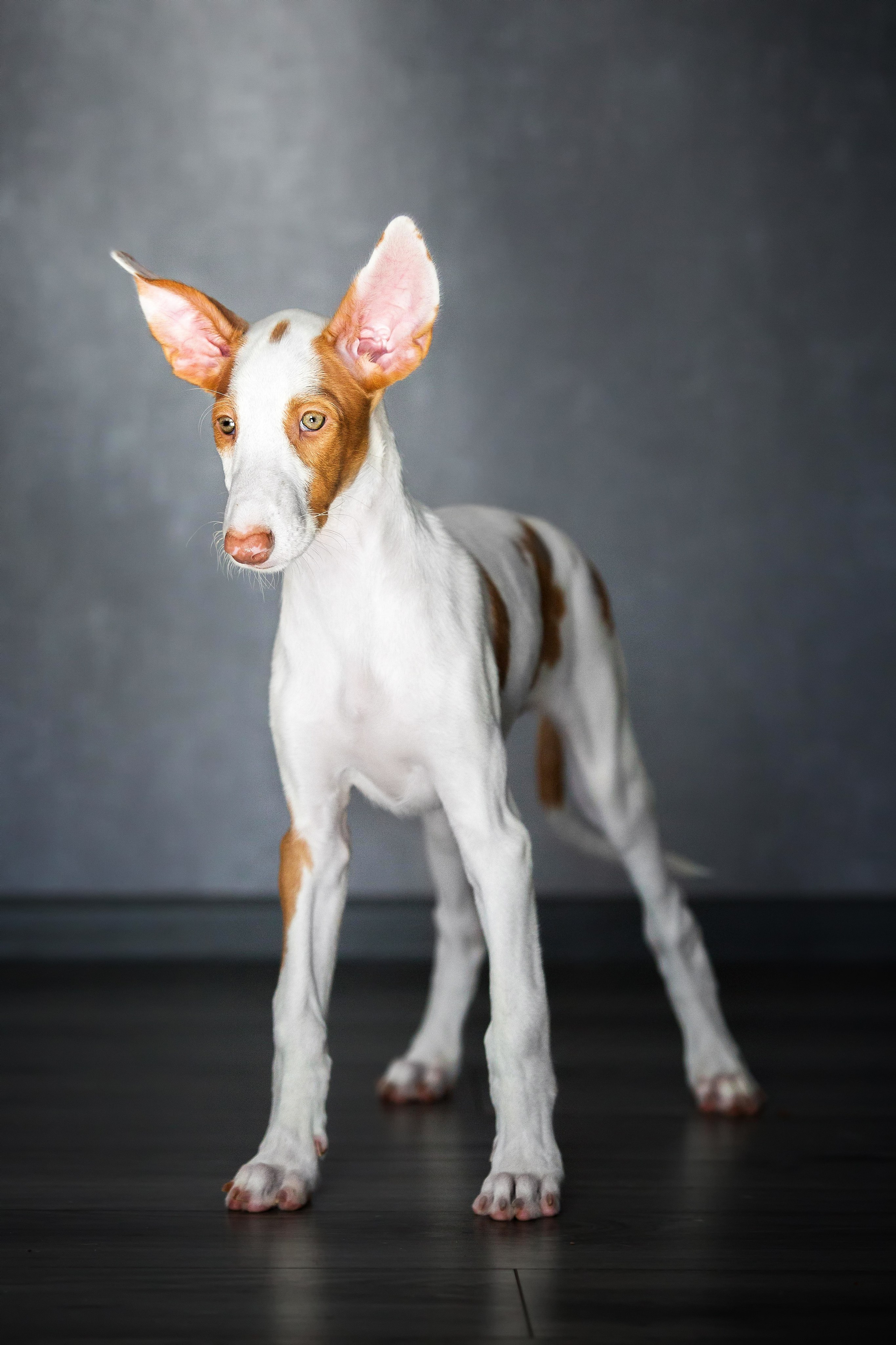 Поденко Ибиценко. Https://moshkovaphoto.ru/