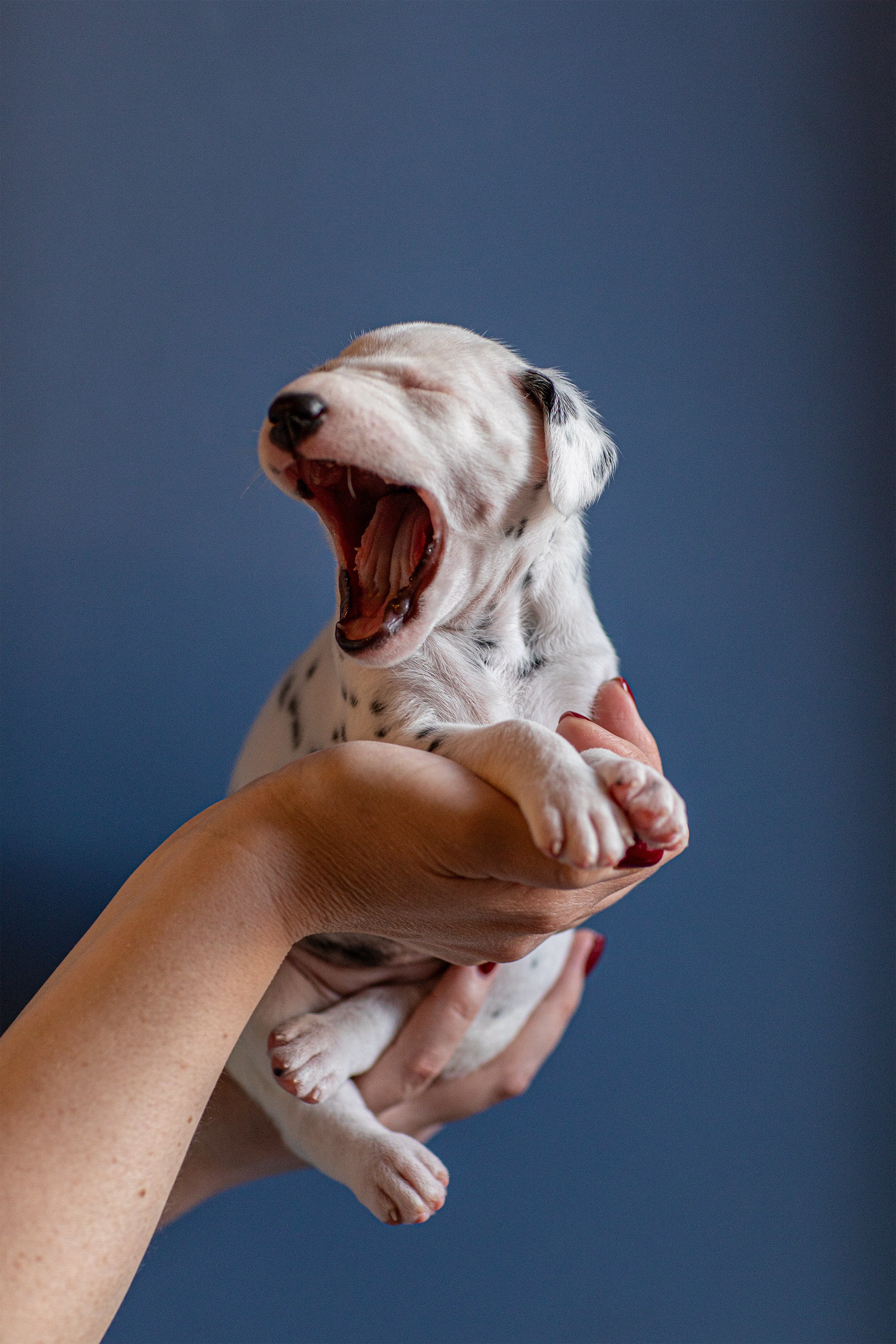 Фотосессия щенков. Фотограф для Вашей собаки