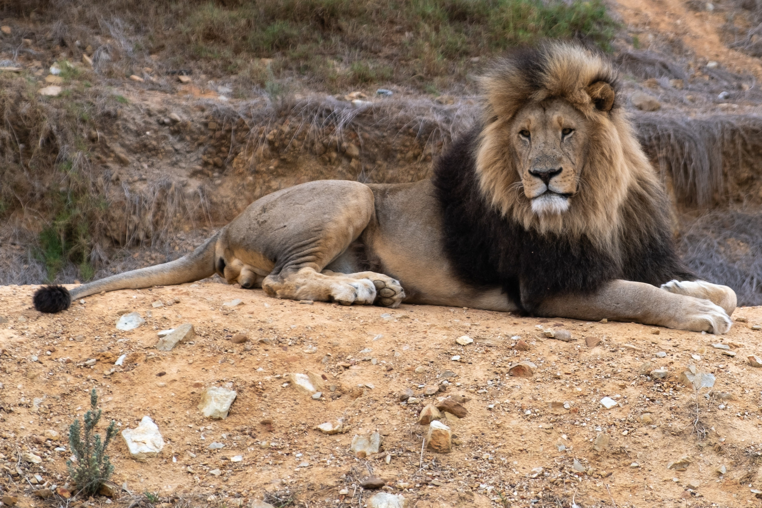 Пингвины и другие. Фотографии из путешествий