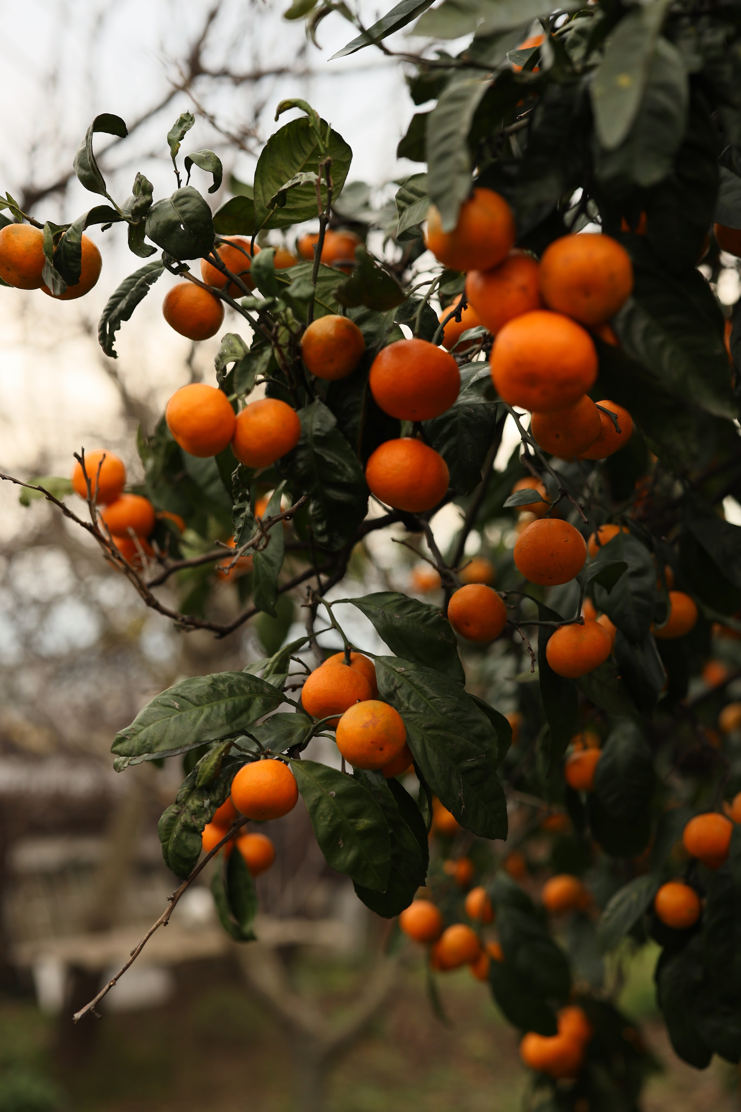 Семейная фотосессия в саду мандаринов. Свадебный и семейный фотограф в Абхазии Жанна Соснина