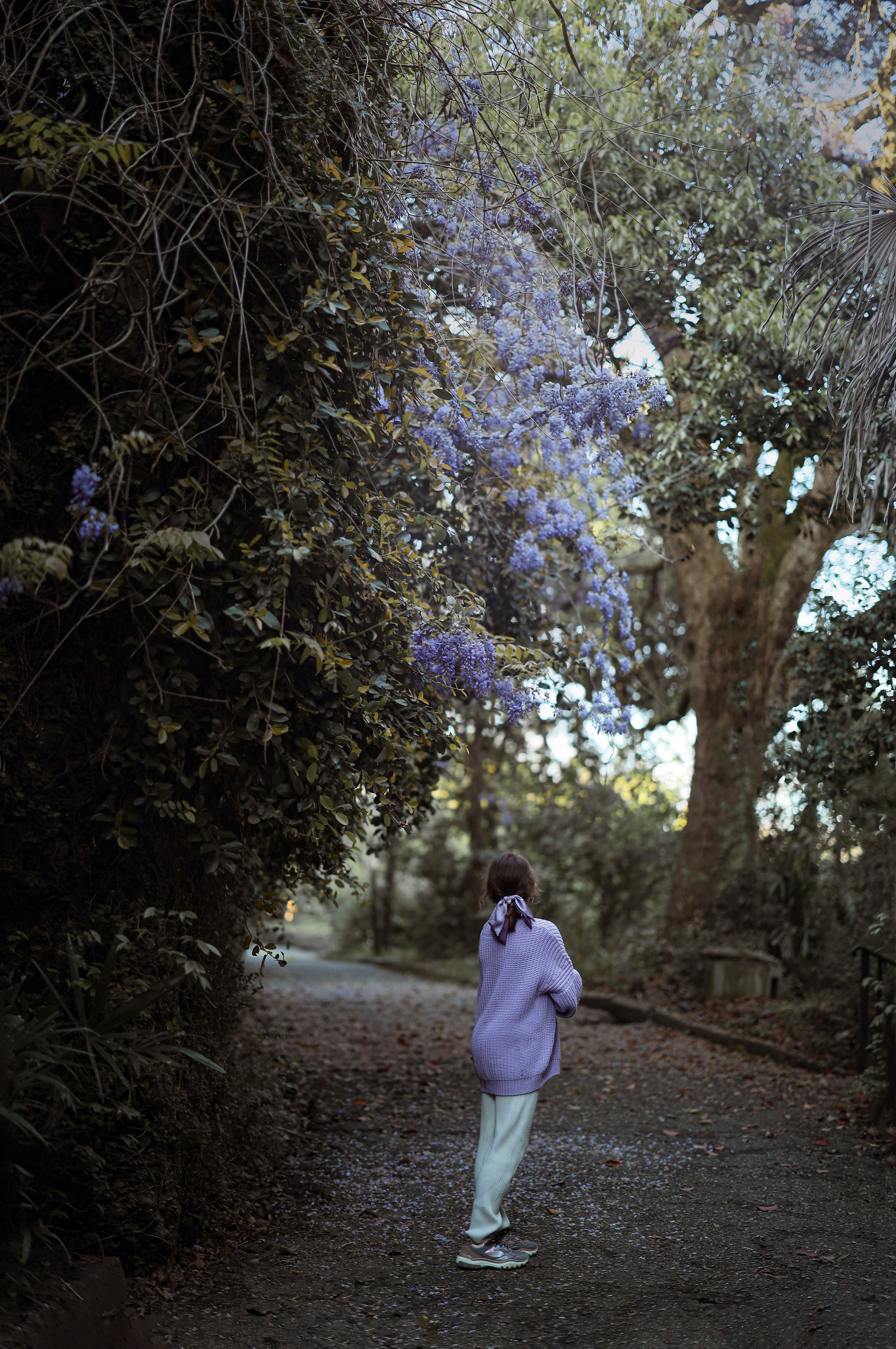 Глициния в Сухуми, места